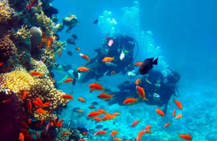 Diving in Tropical Gardens Suites and Apartments