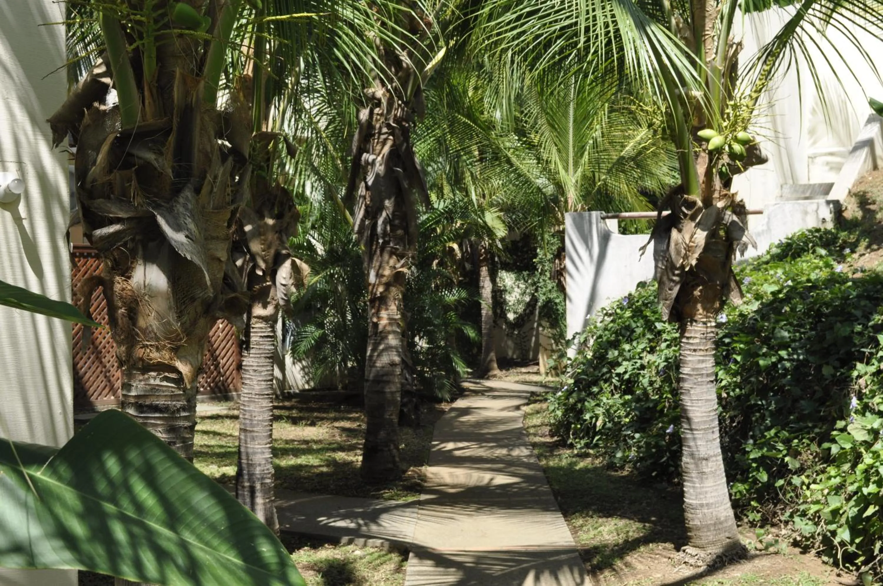 Garden in Tropical Gardens Suites and Apartments