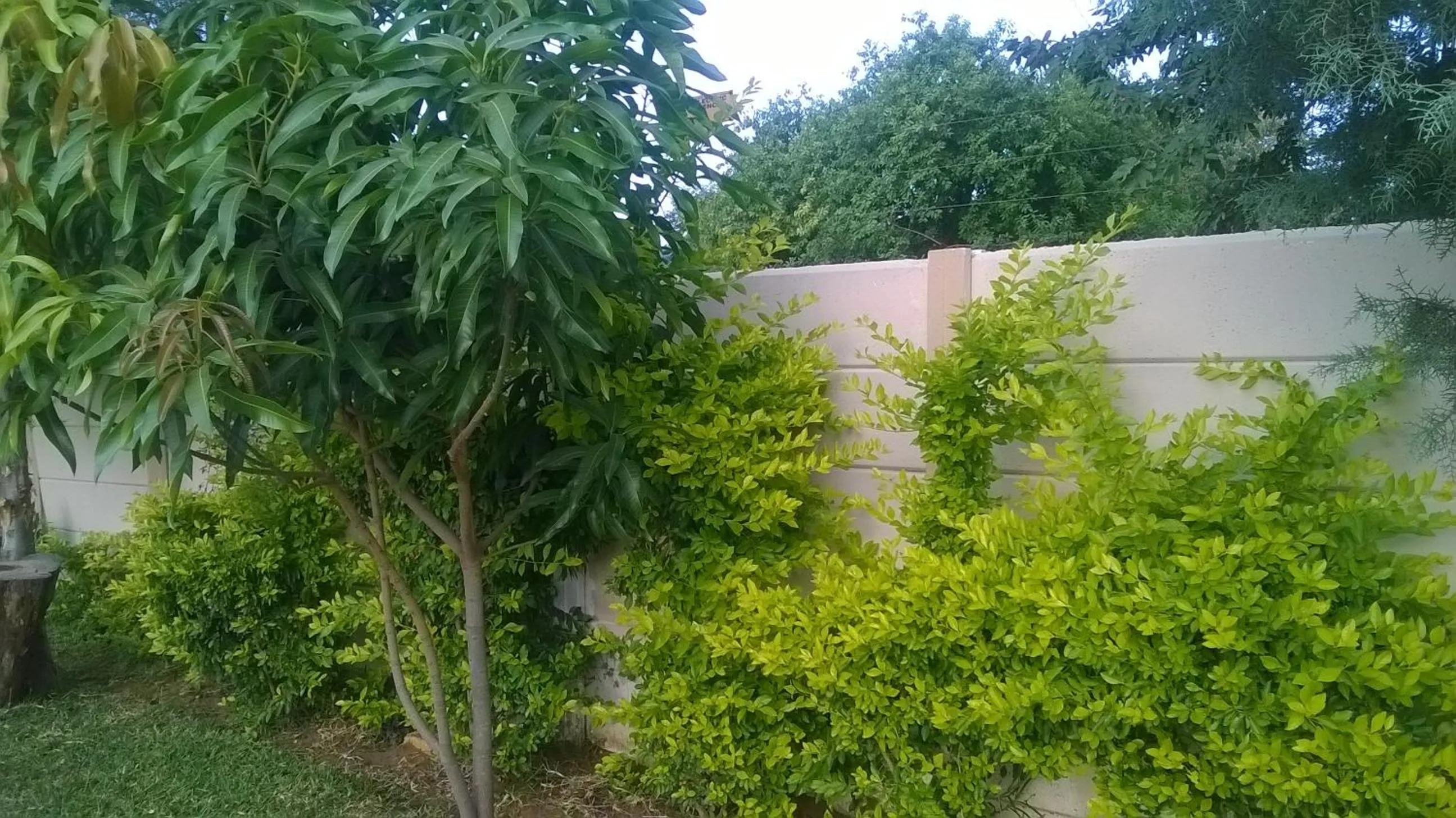 Natural landscape in Comfort Palace Guest House Kasane