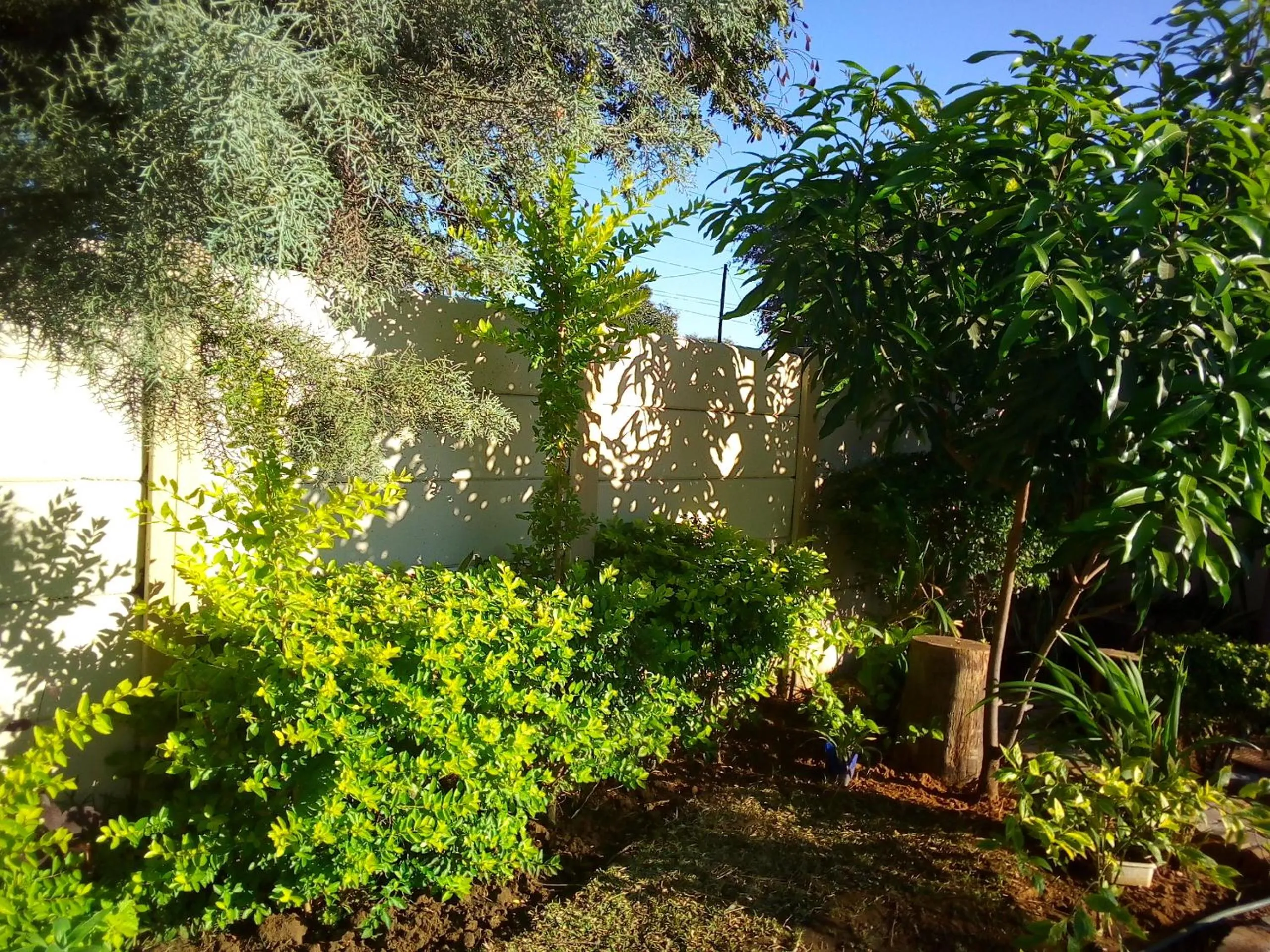 Natural landscape in Comfort Palace Guest House Kasane