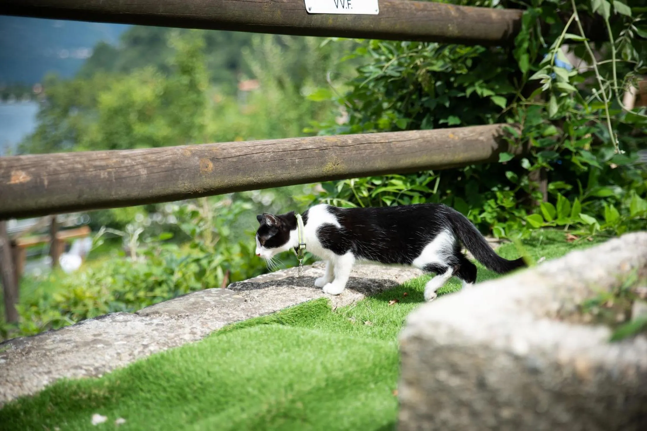 Pets in Hotel Bocciolo