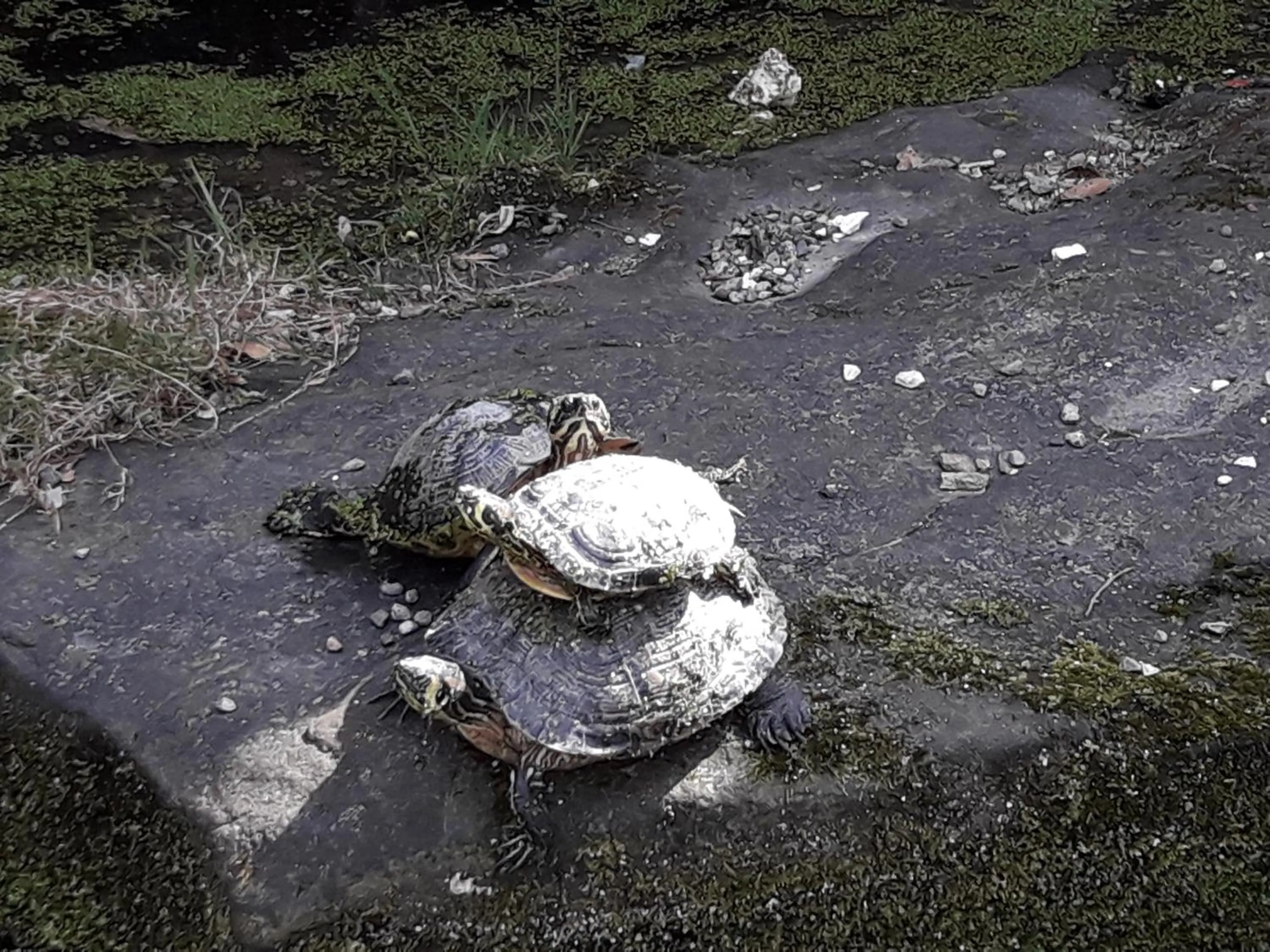 Animals in Hotel Bocciolo