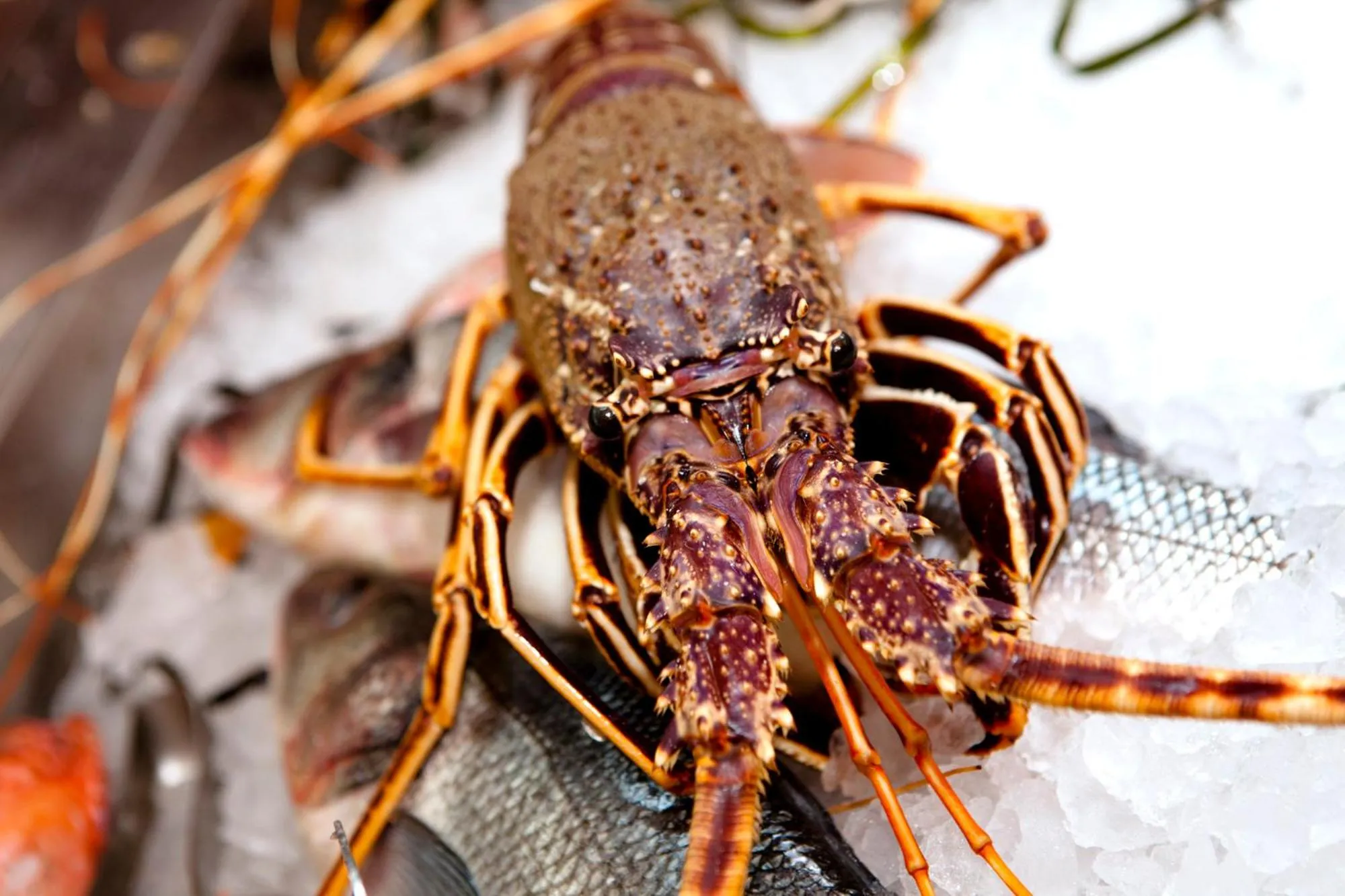 Restaurant/places to eat in I Bastioni San Domenico - Boutique Hotel