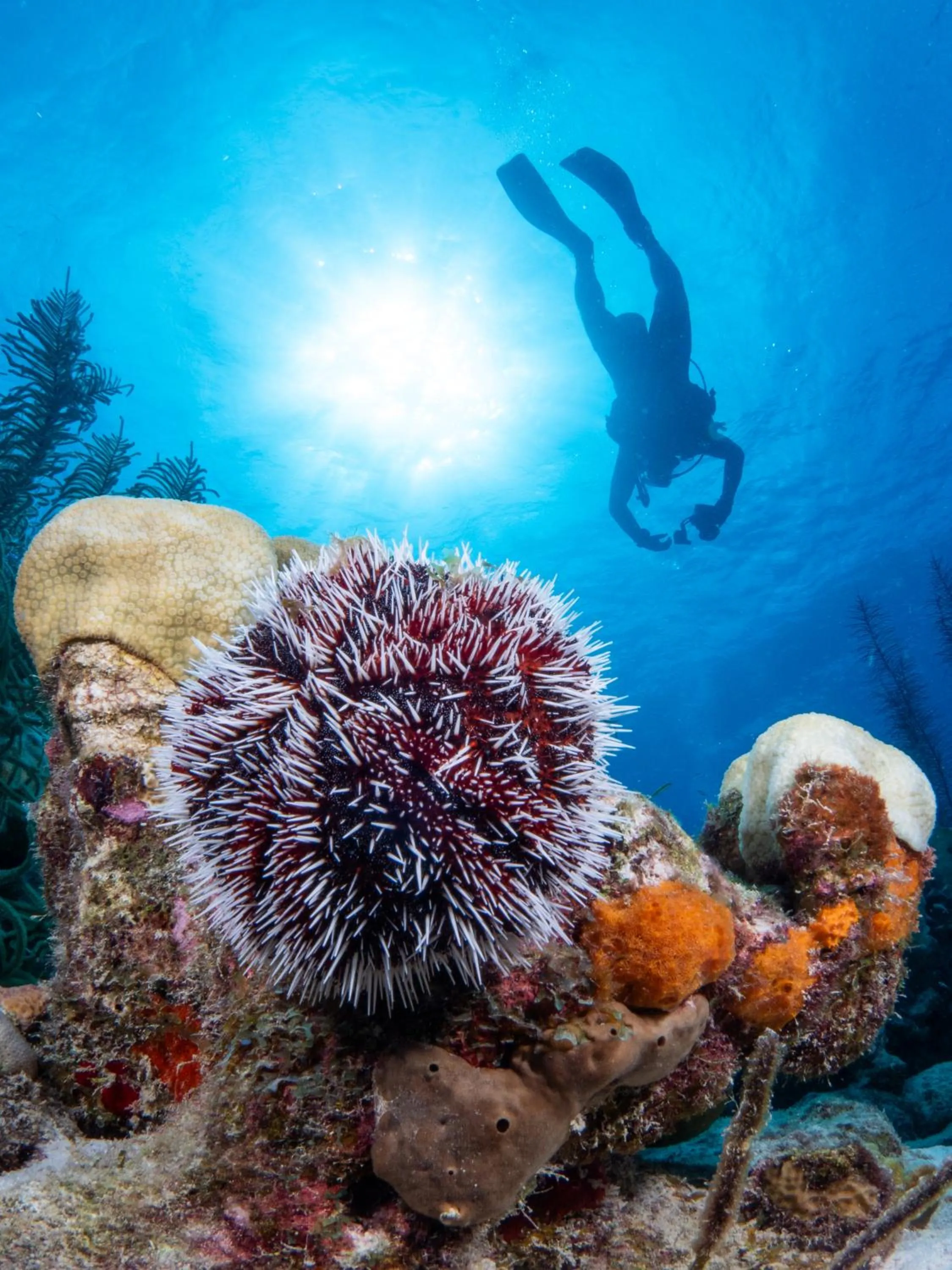 Diving in Delfins Beach Resort Bonaire, Tapestry Collection by Hilton