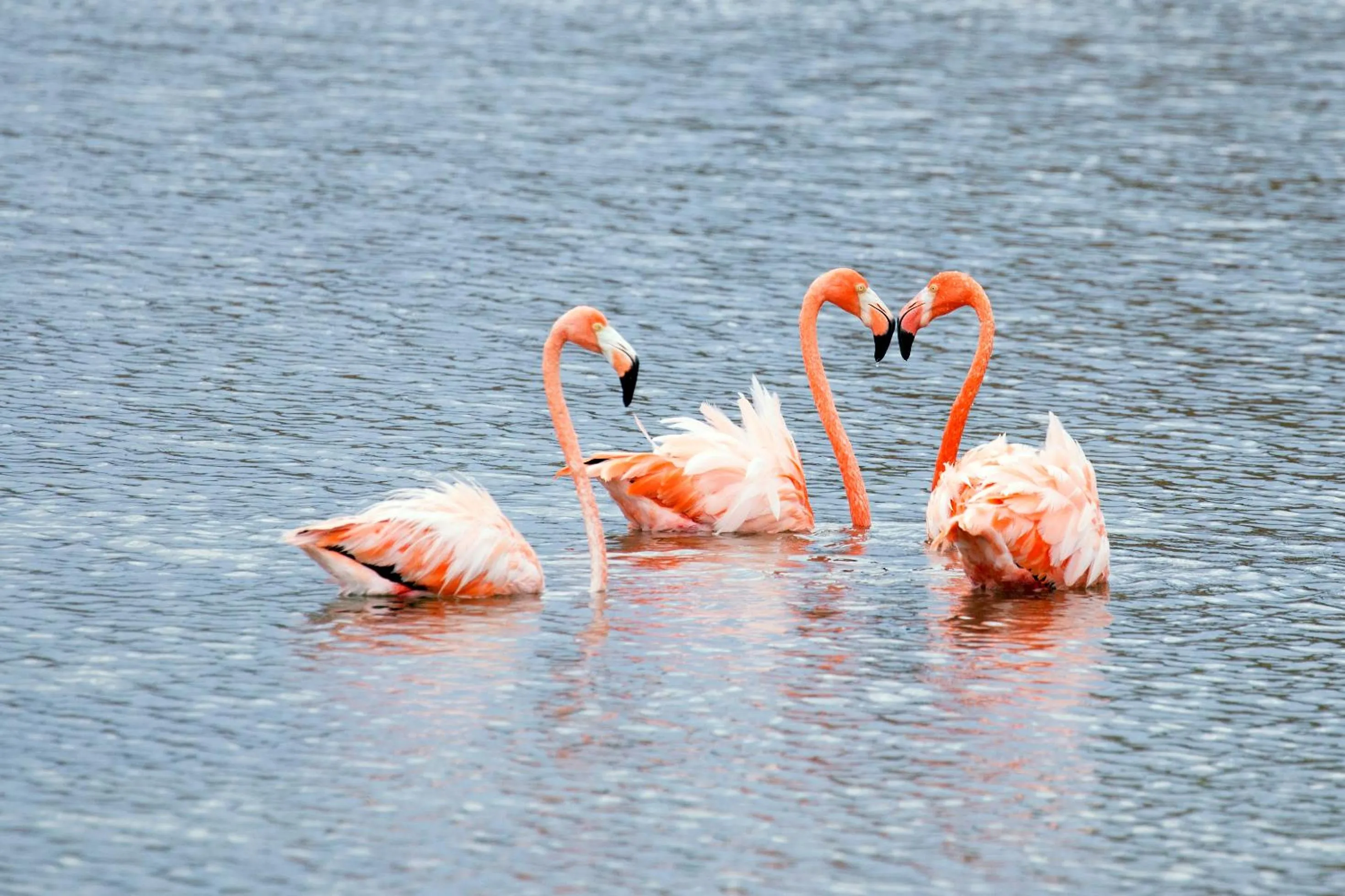 Nearby landmark in Delfins Beach Resort Bonaire, Tapestry Collection by Hilton