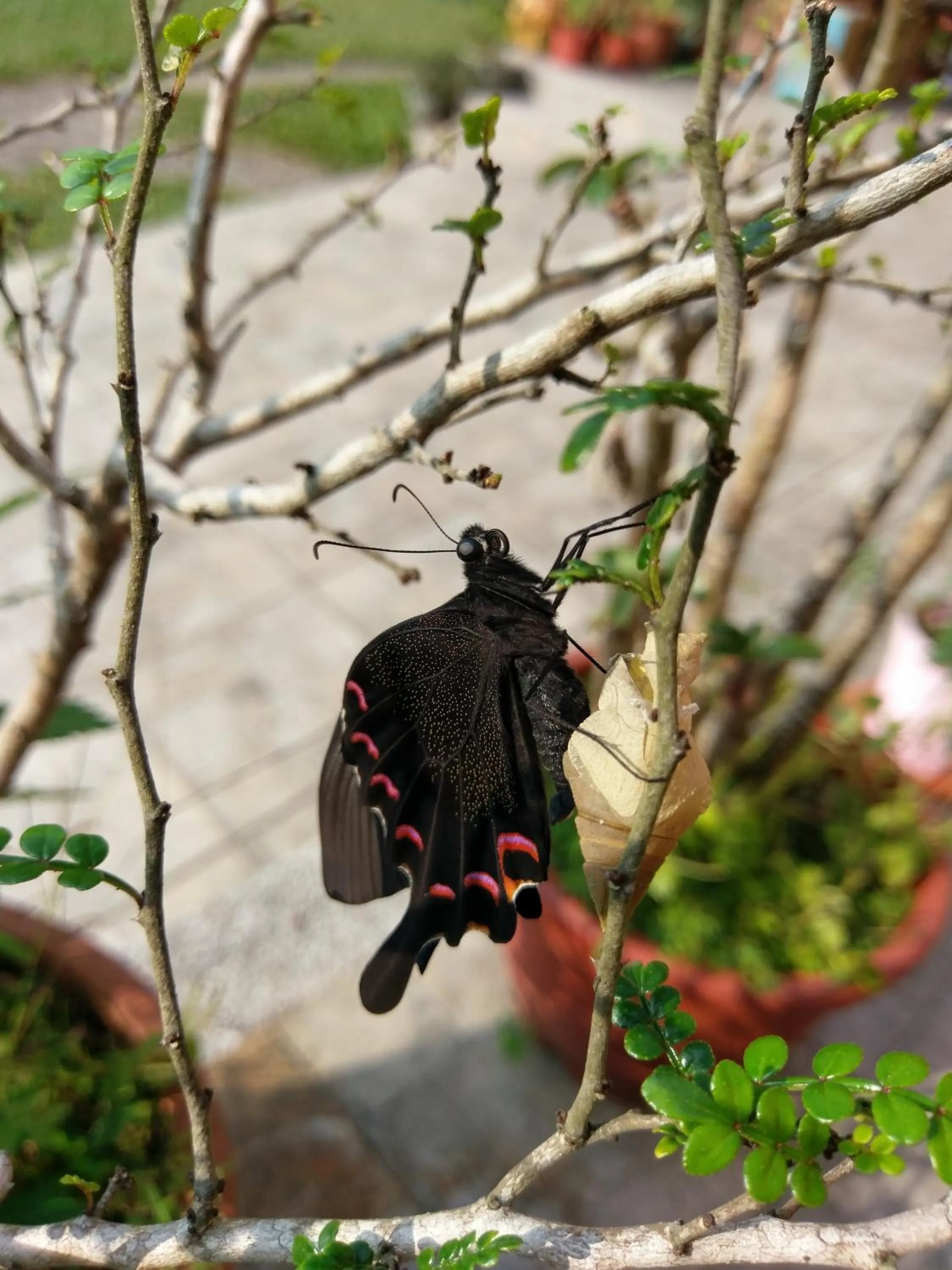 Animals in Bramasole B&B