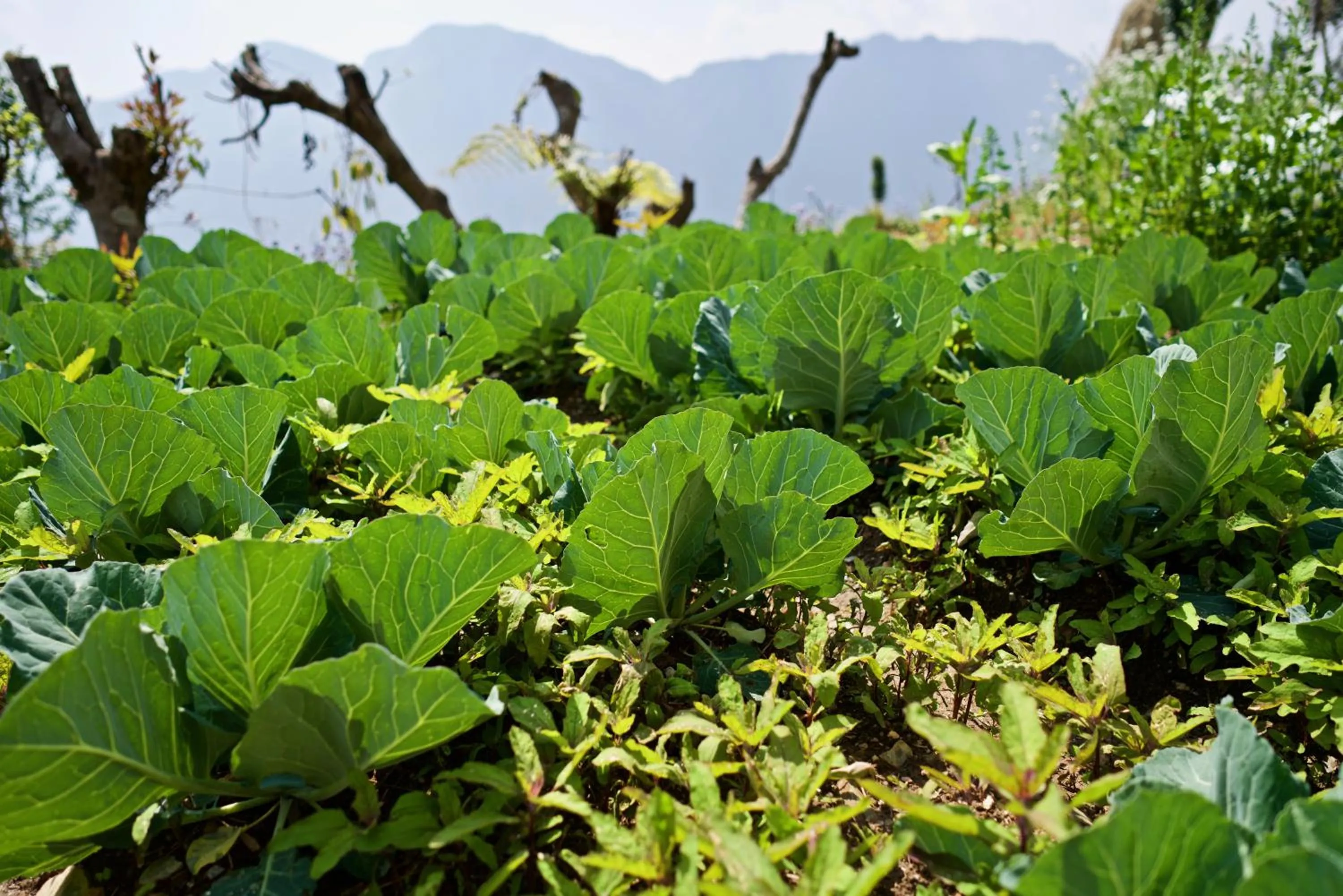 Garden in Annapurna Eco Village