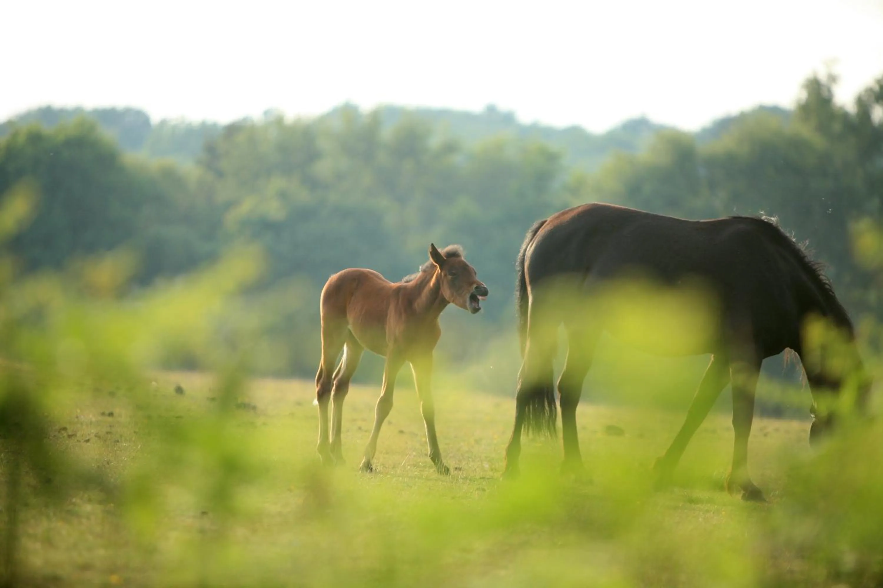 Natural landscape in Balmer Lawn