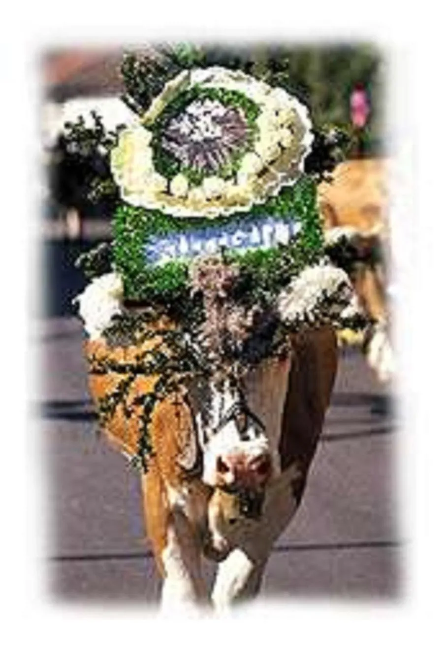 Animals in Appartements KALSWIRT