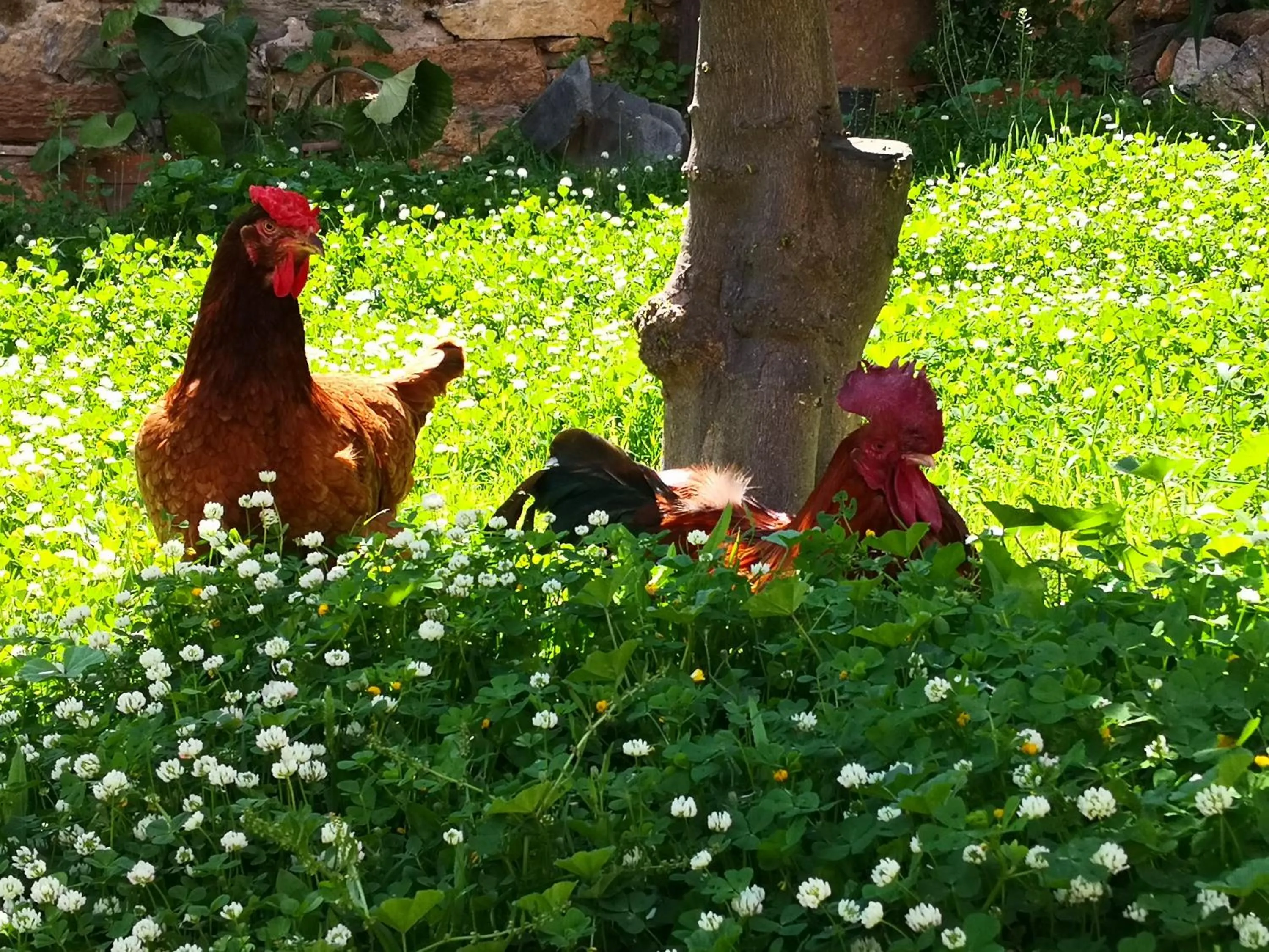 Garden in Zia Chiarina