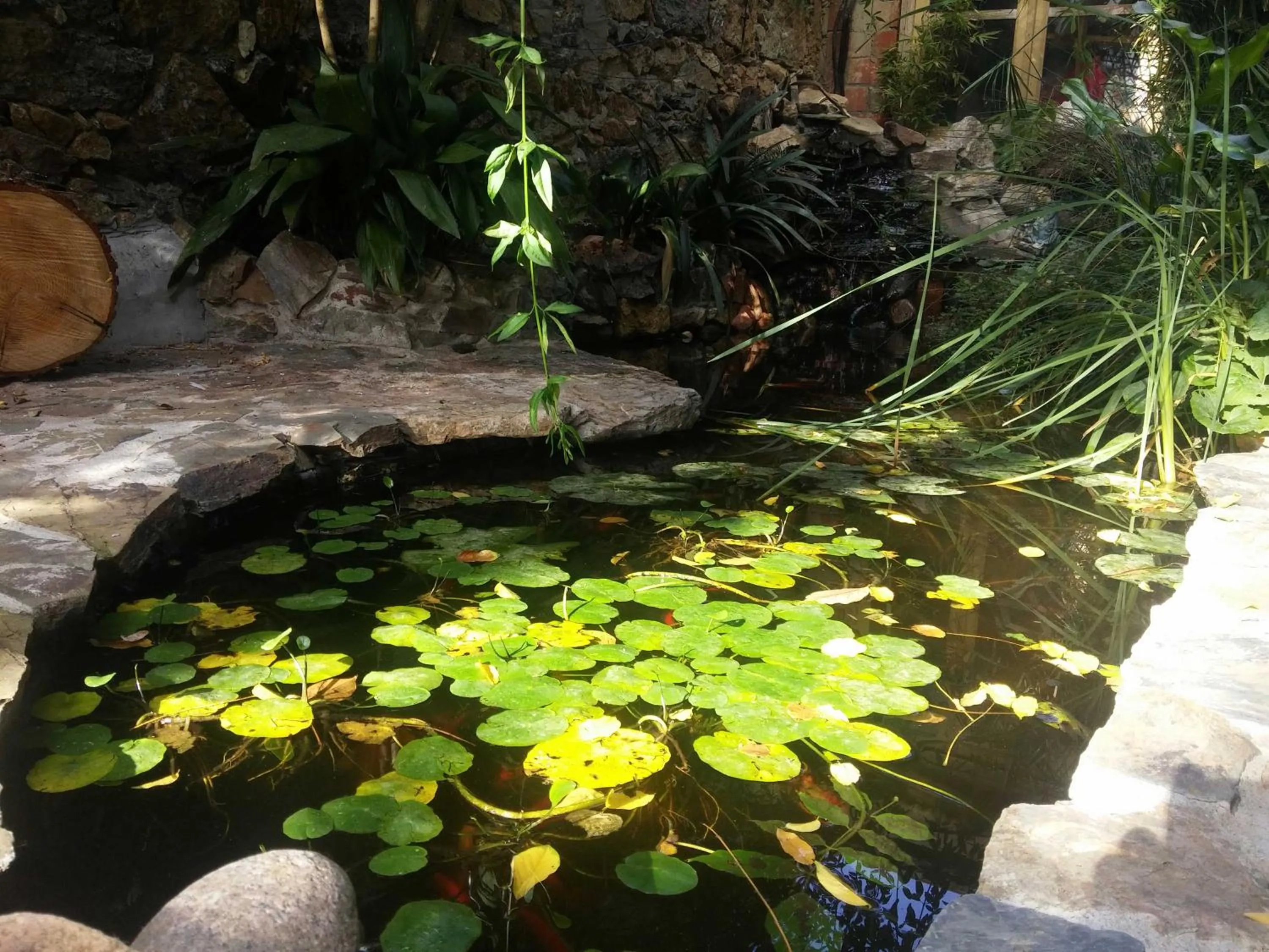 Garden in Zia Chiarina