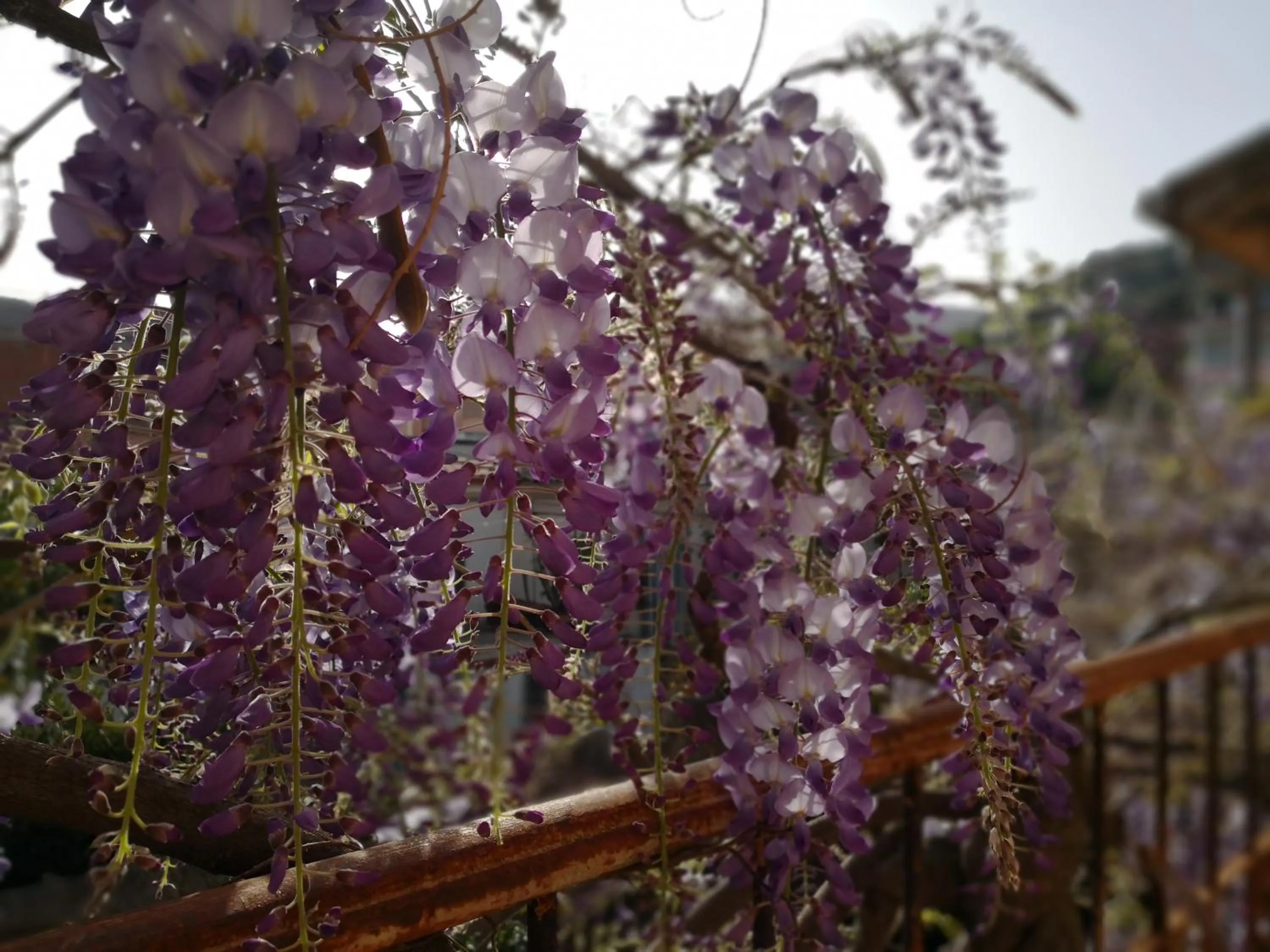Garden in Zia Chiarina