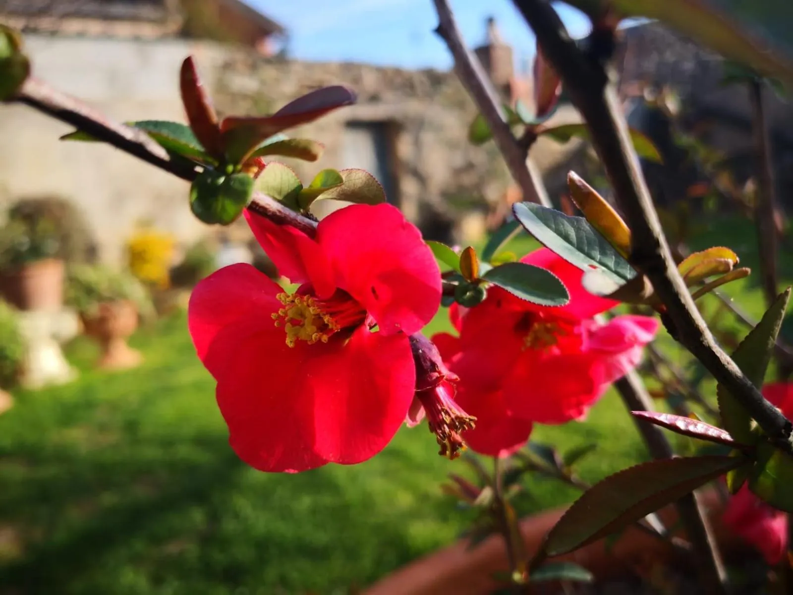 Garden in Zia Chiarina