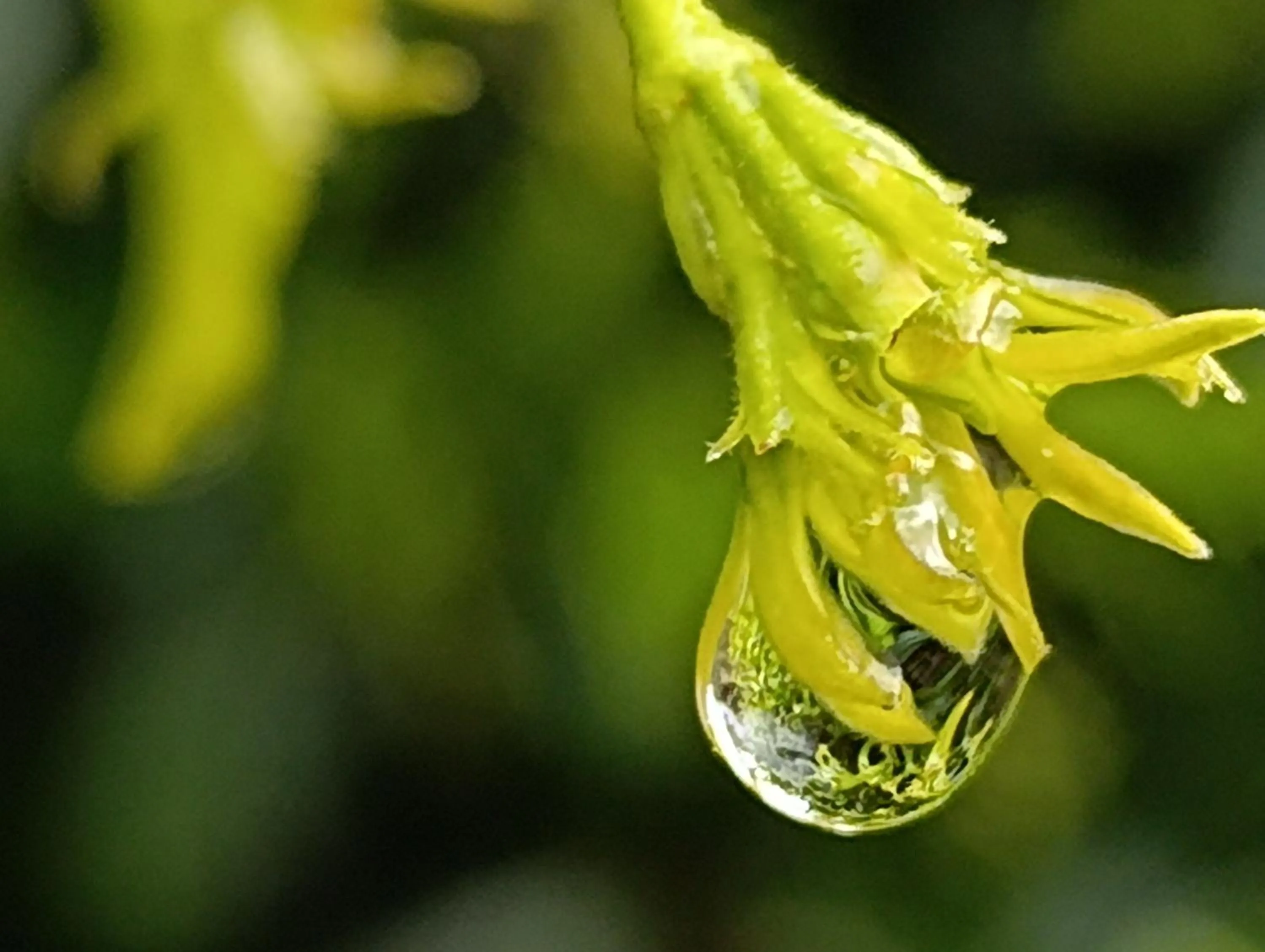 Garden in Zia Chiarina