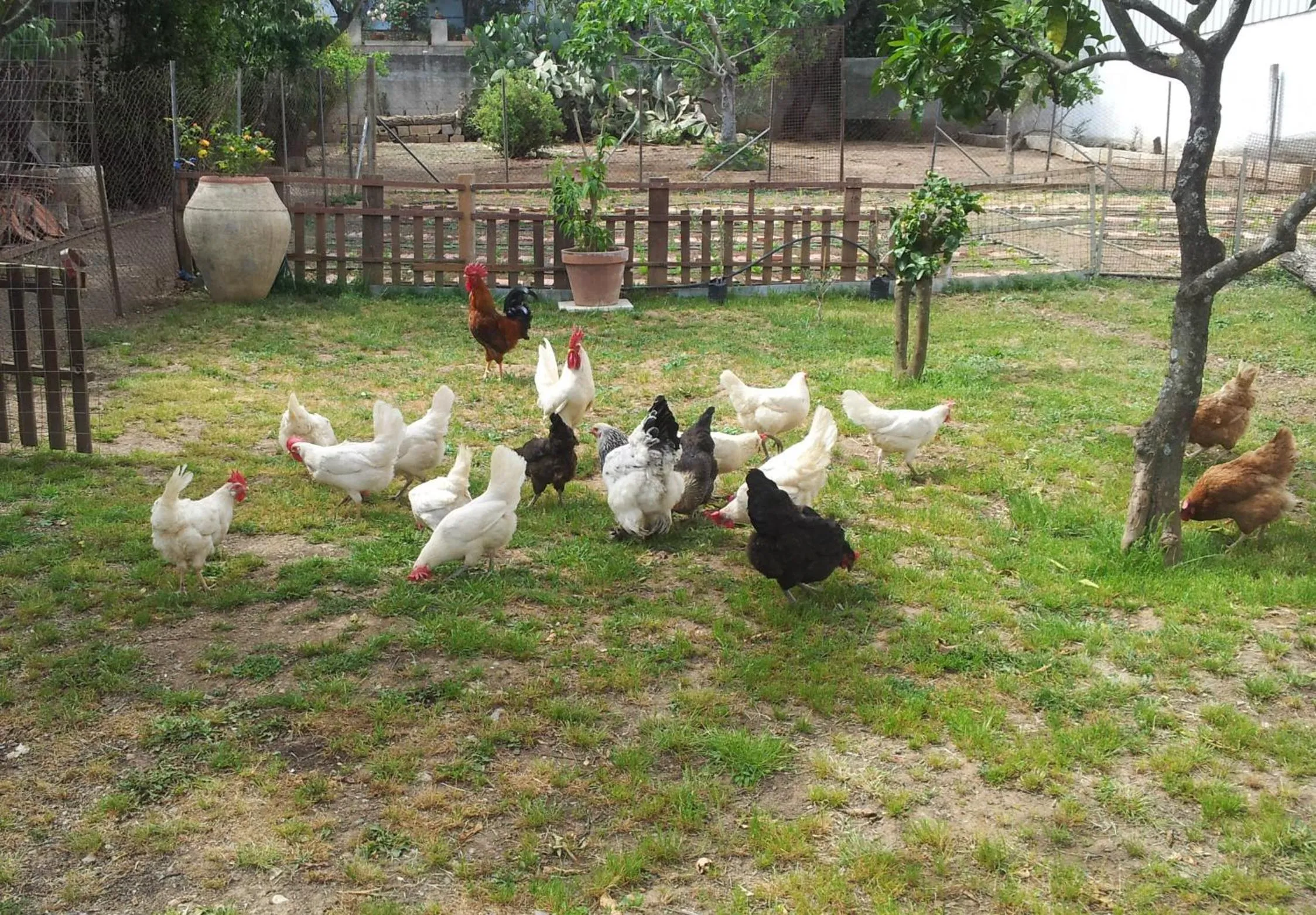 Animals in Zia Chiarina