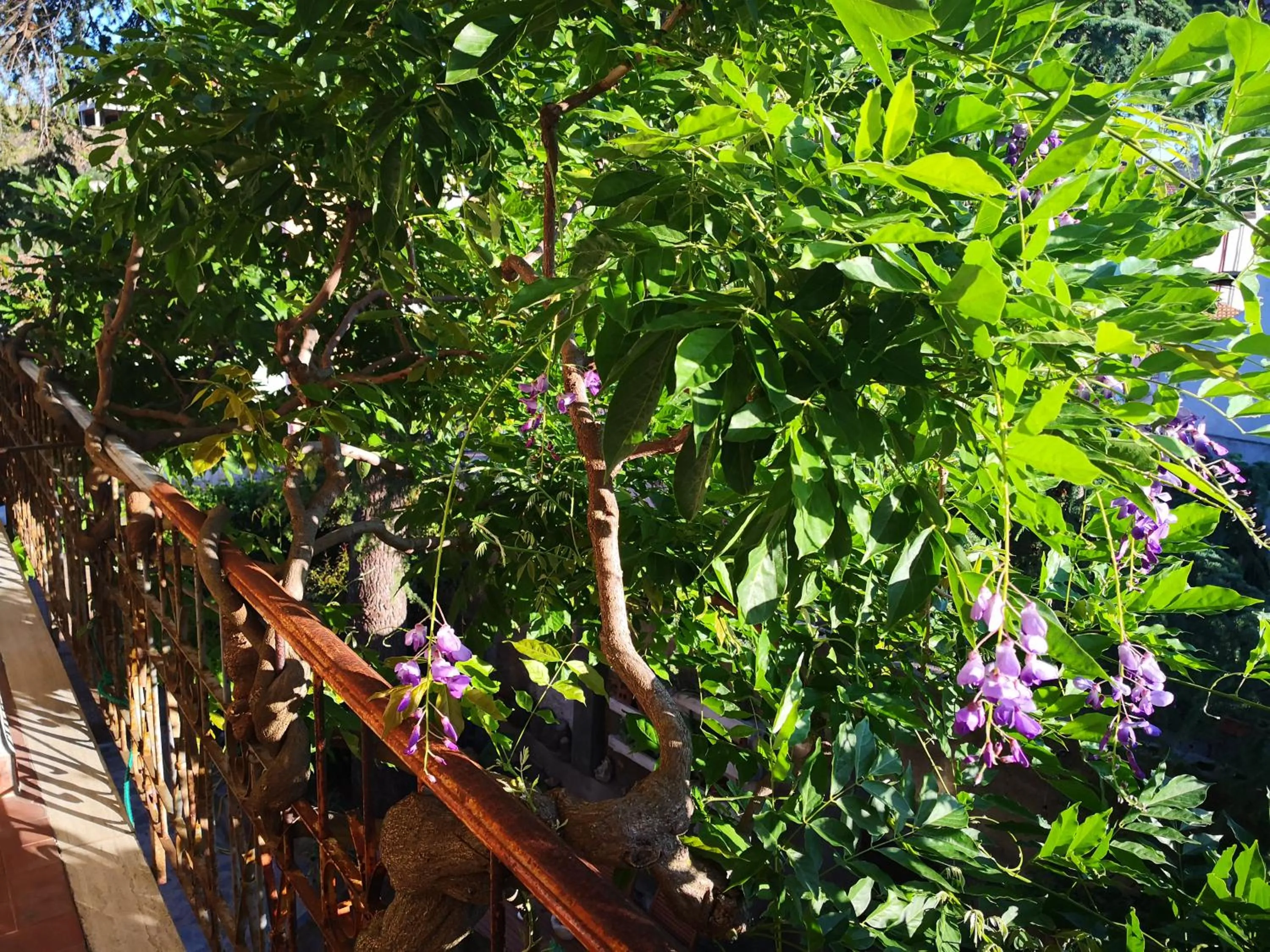 Balcony/Terrace in Zia Chiarina
