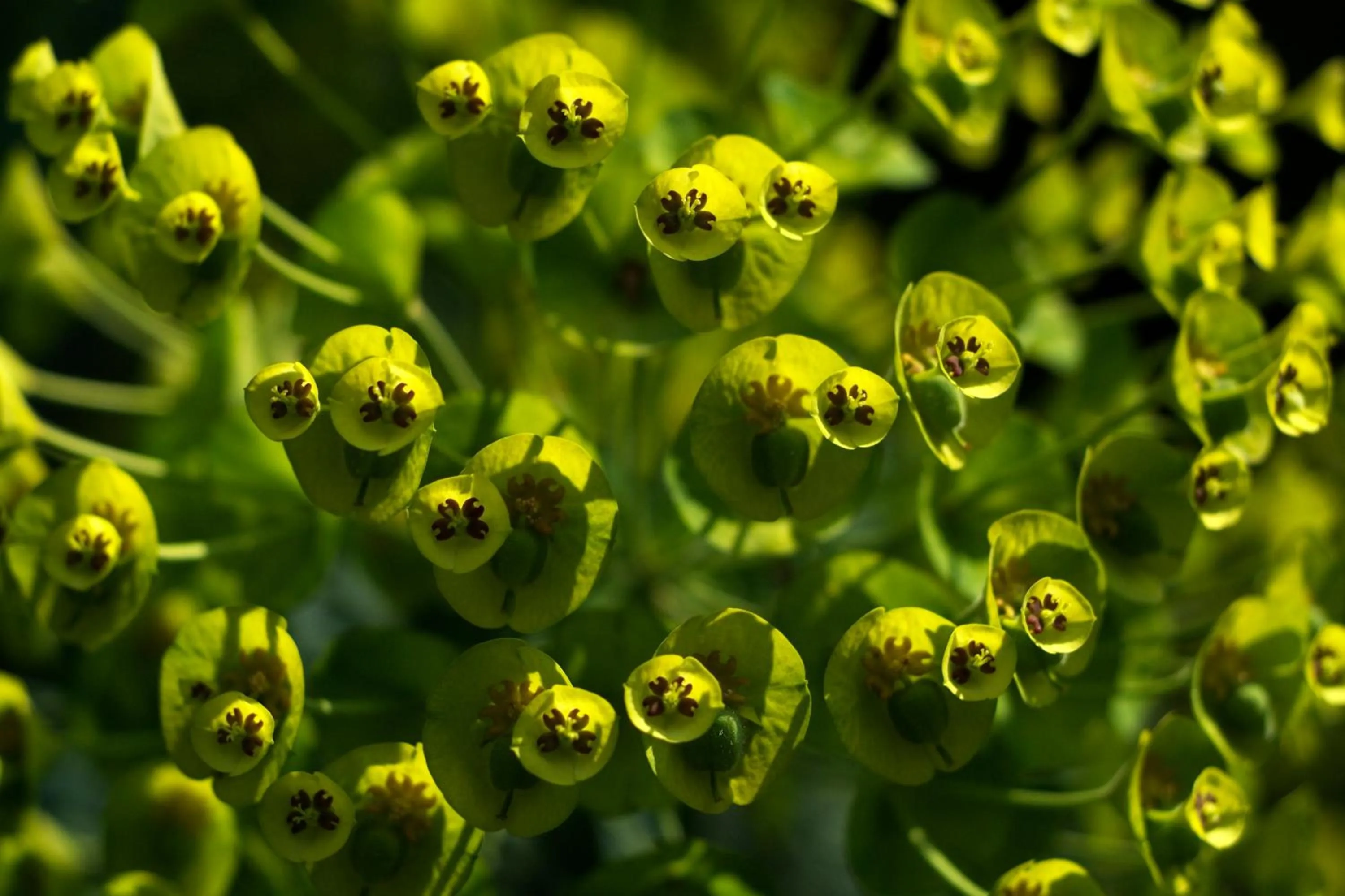 Garden in Mas de la Chapelle
