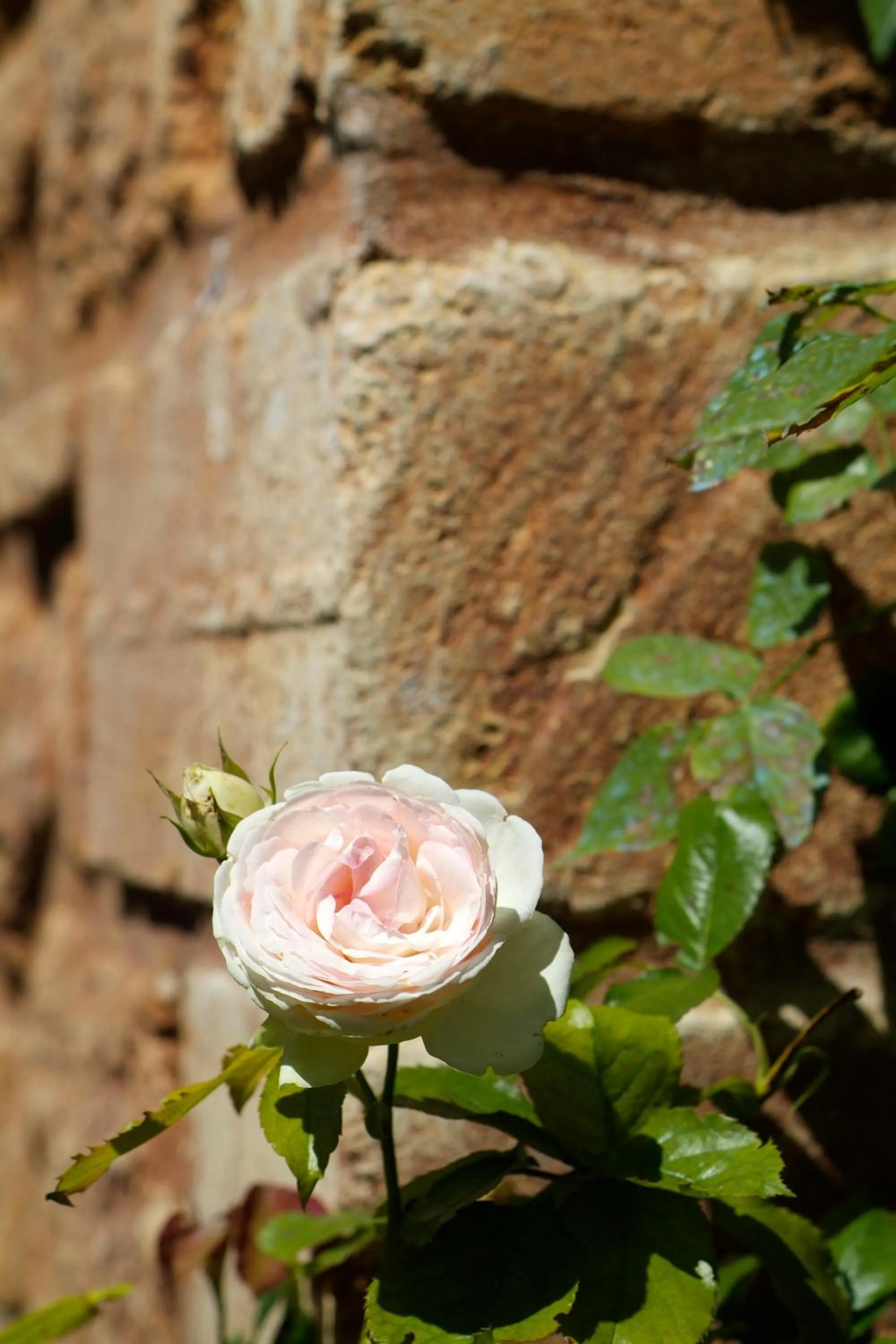 Other in Mas de la Chapelle