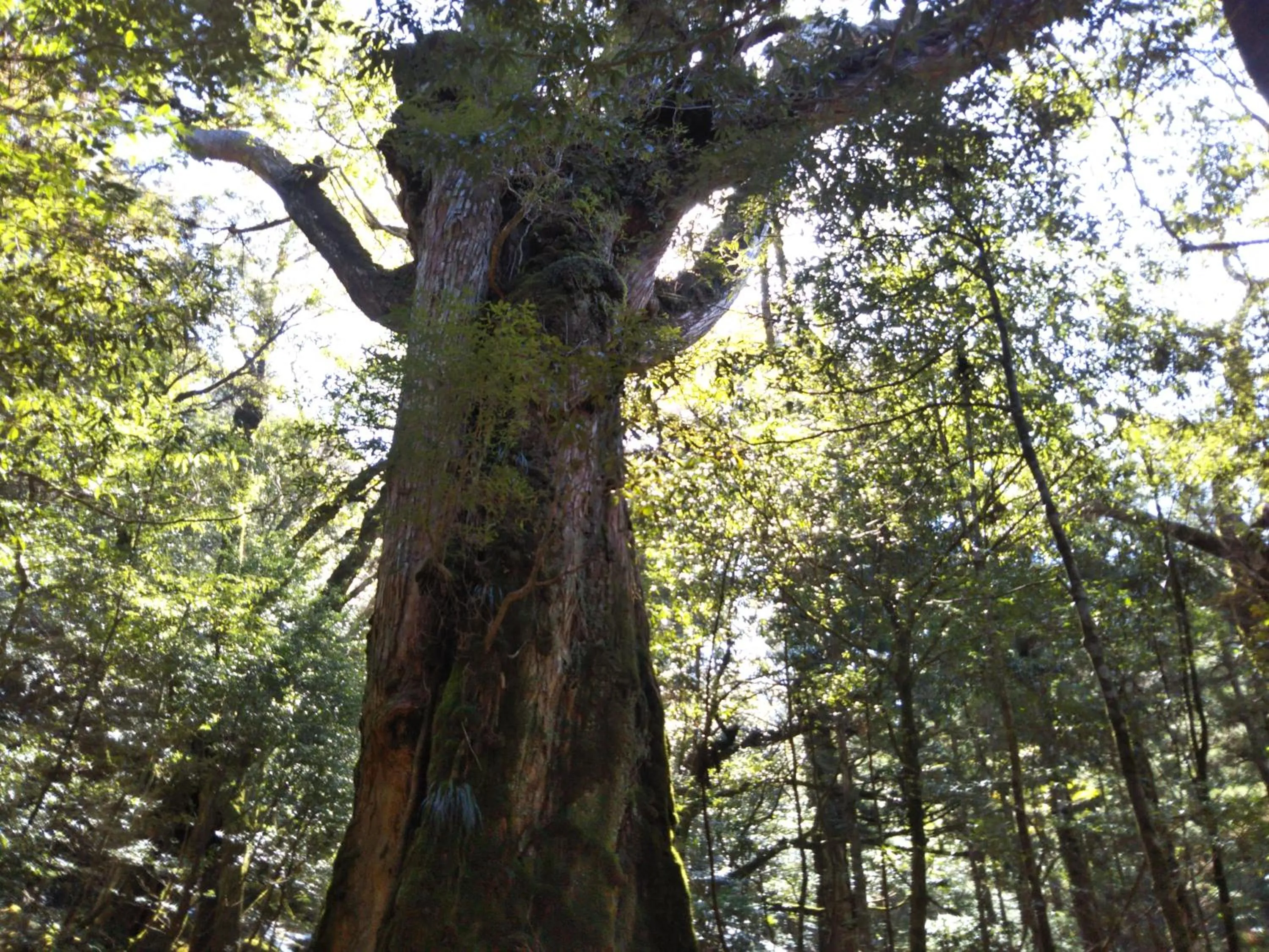 Natural landscape in Cottage Yakusugi House