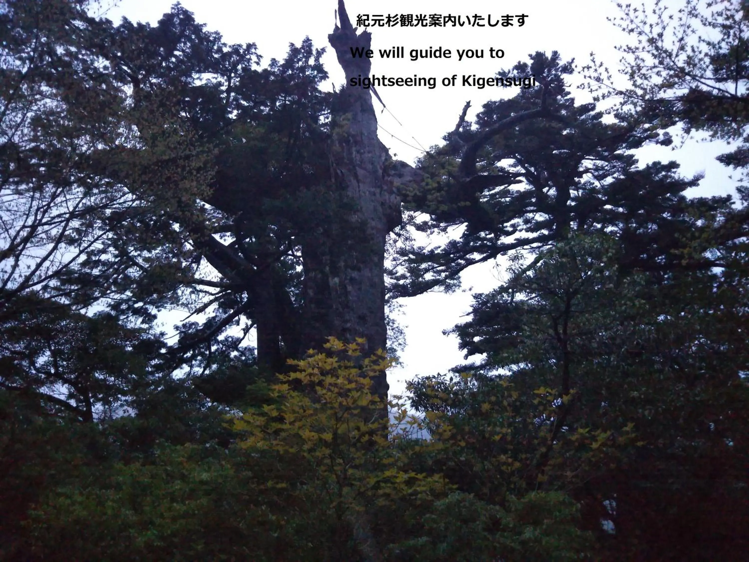 Nearby landmark in Cottage Yakusugi House