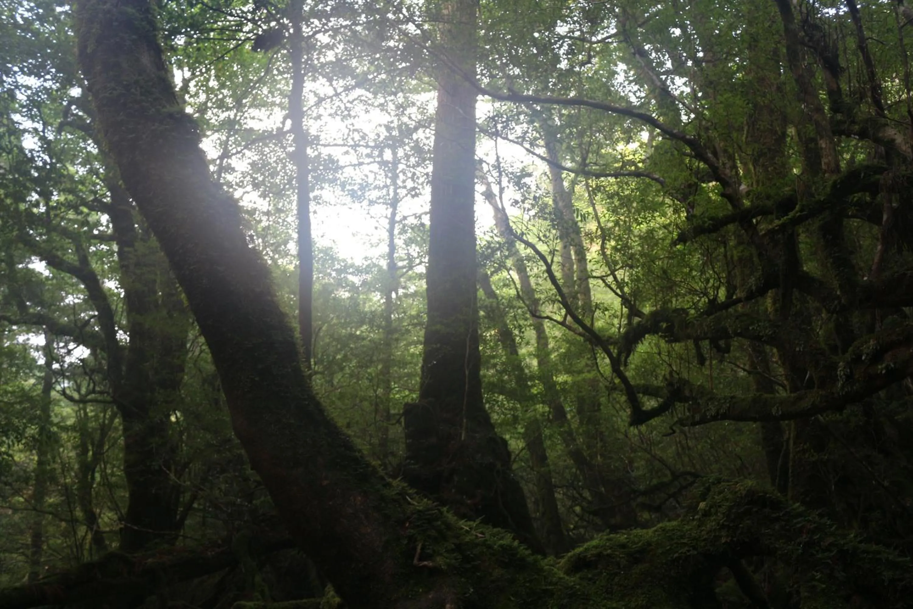 Nearby landmark in Cottage Yakusugi House