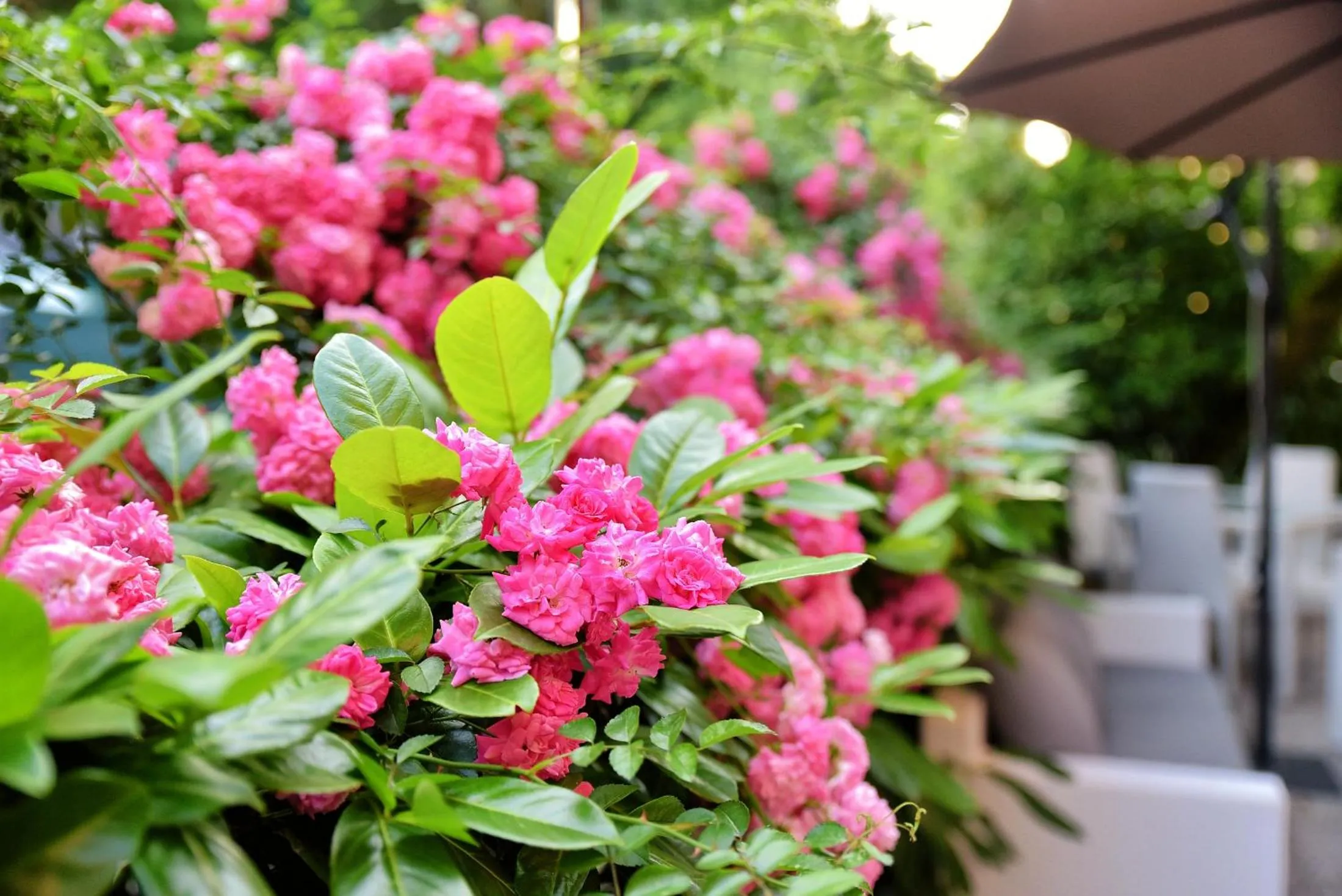 Area and facilities in Hotel Villa Pannonia