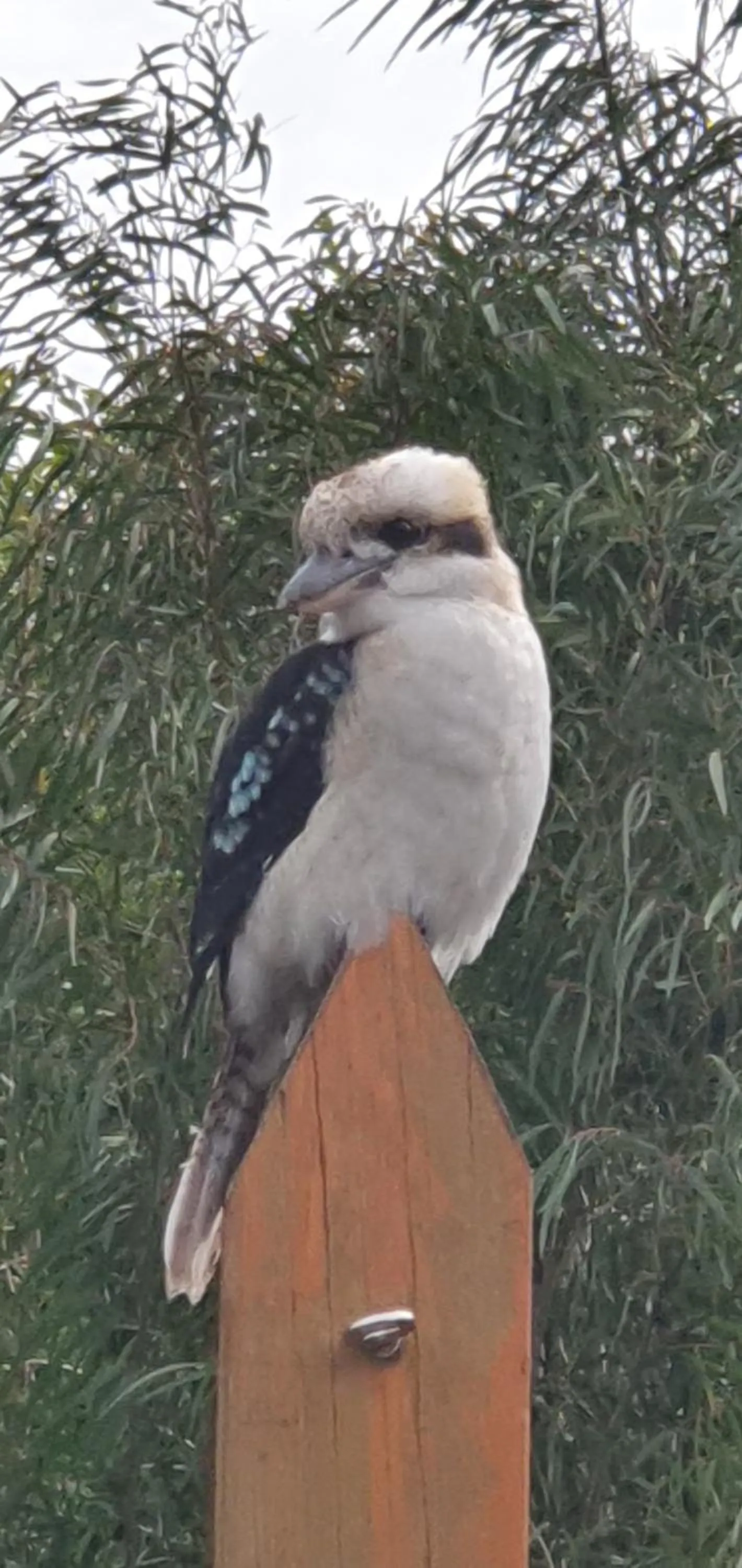 Animals in Port McCrae