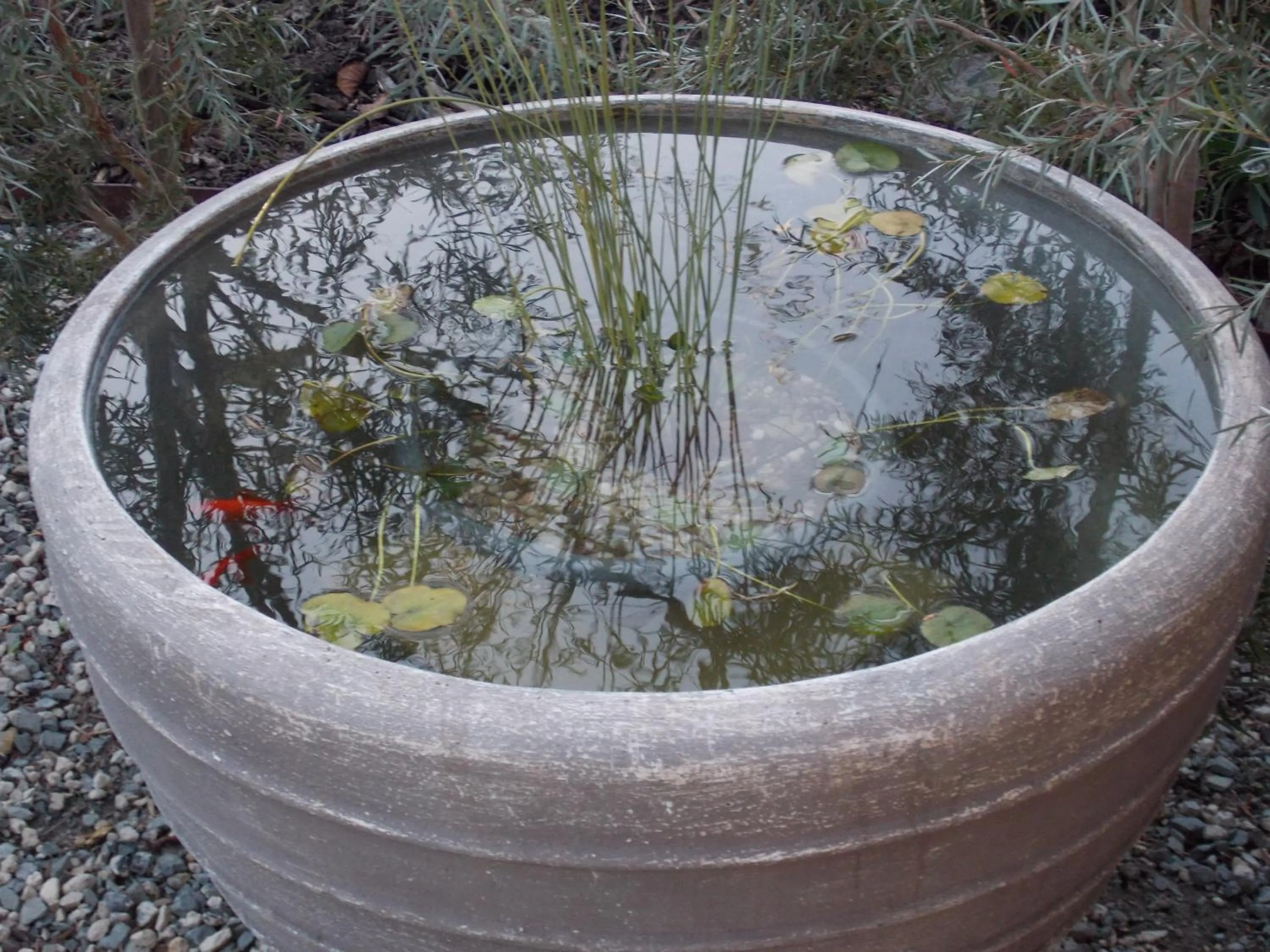 Garden view in Port McCrae