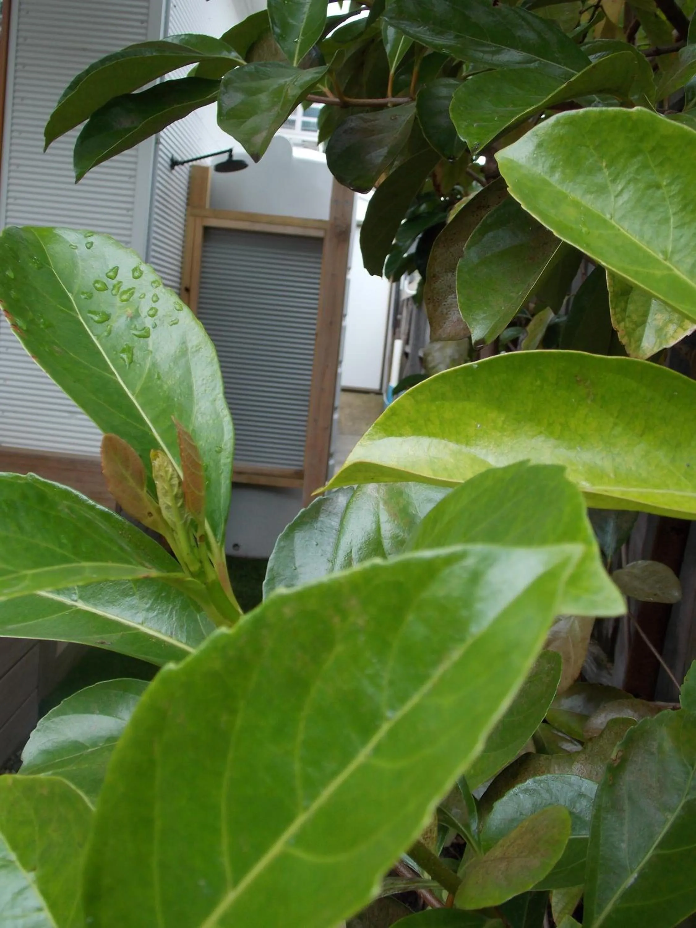 Shower in Port McCrae