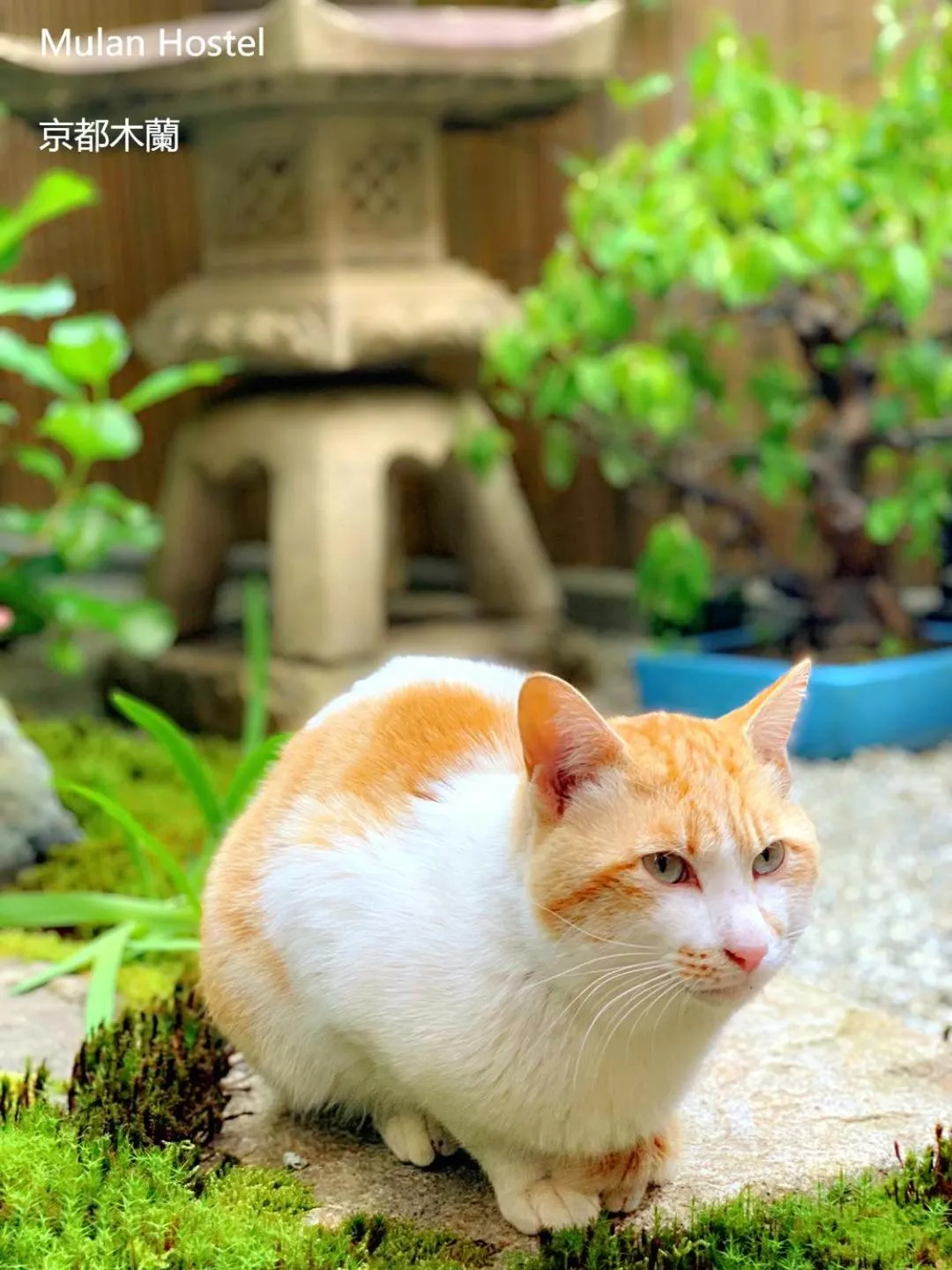 Pets in Mulan Hostel