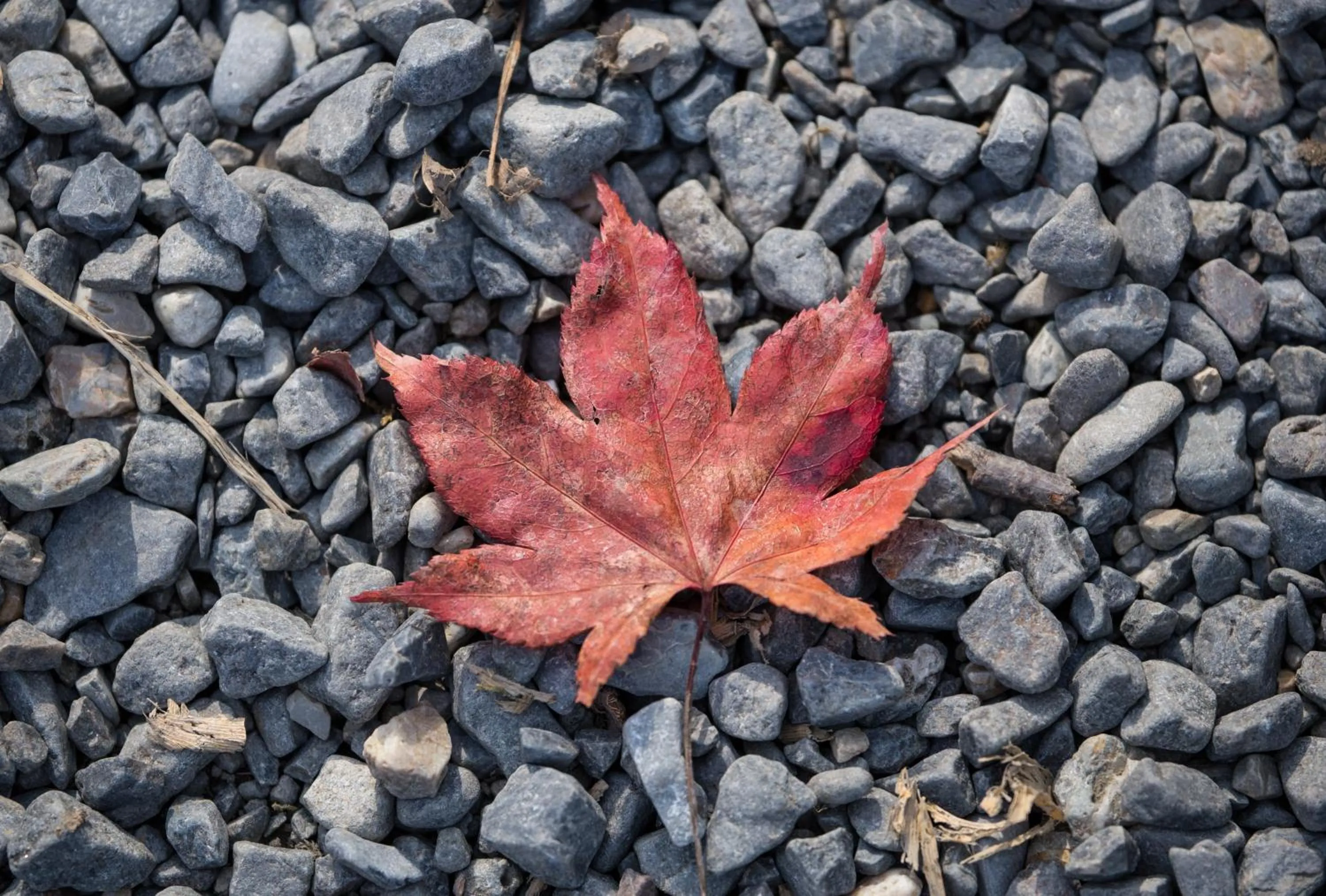 Autumn in Mulan Hostel