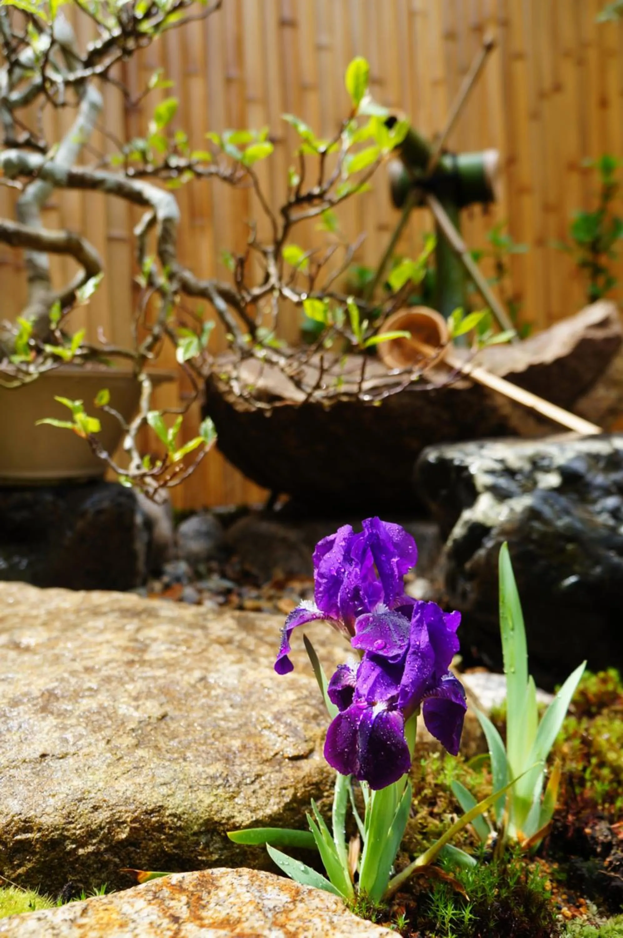 Garden view in Mulan Hostel