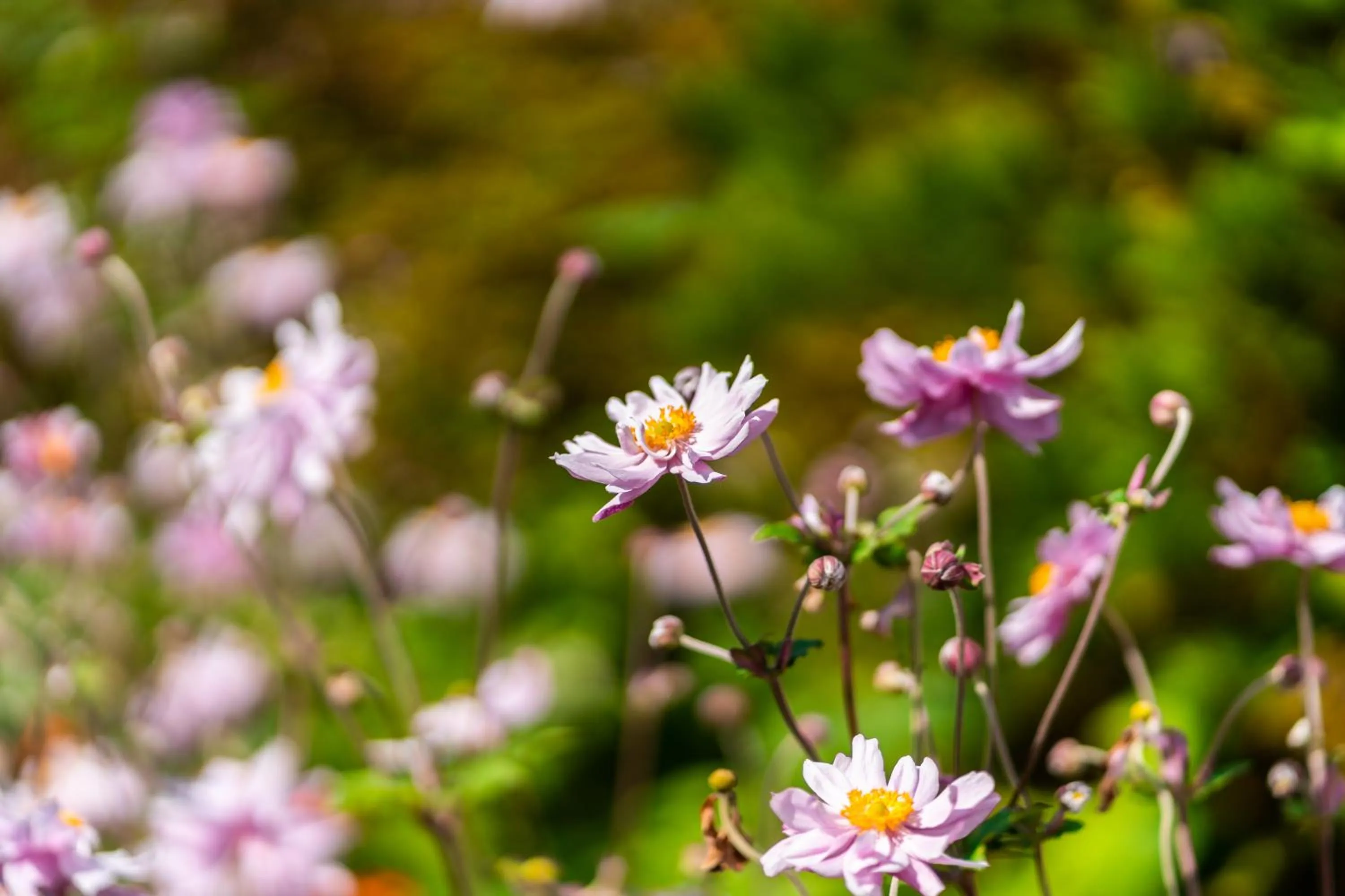 Garden in Seaview House Hotel