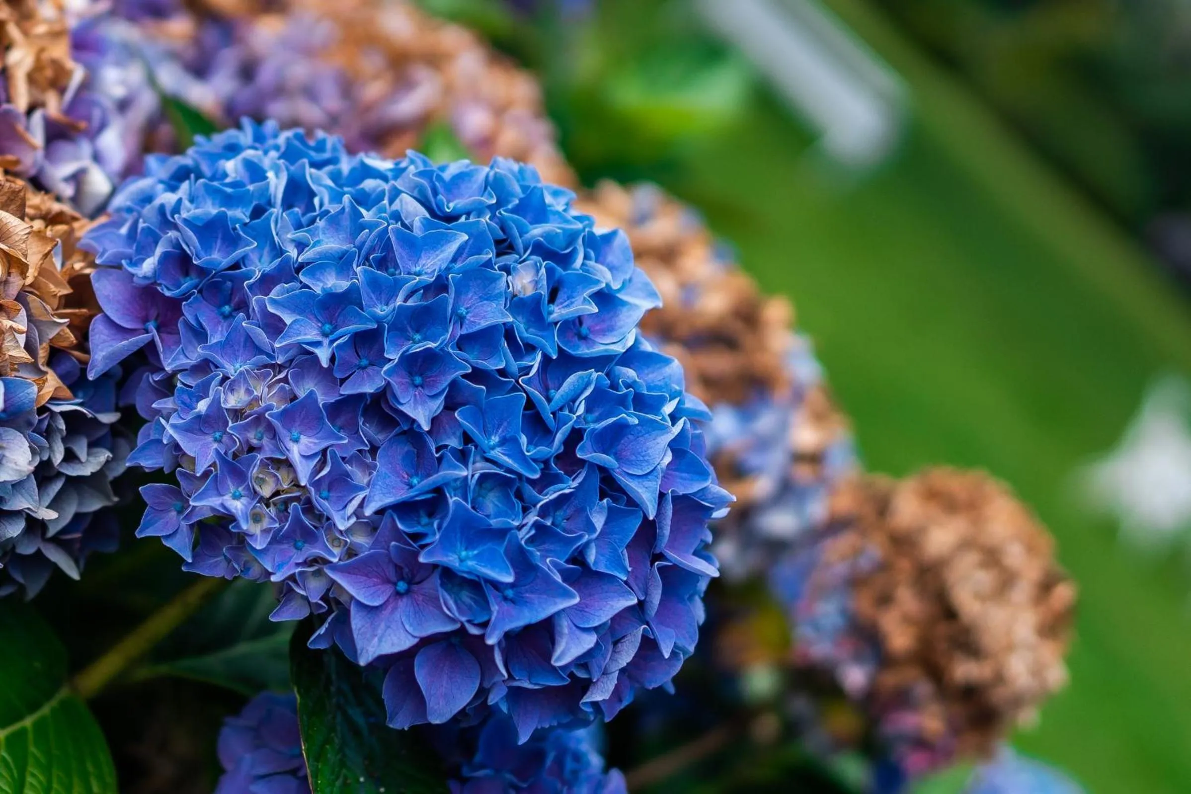 Garden in Seaview House Hotel
