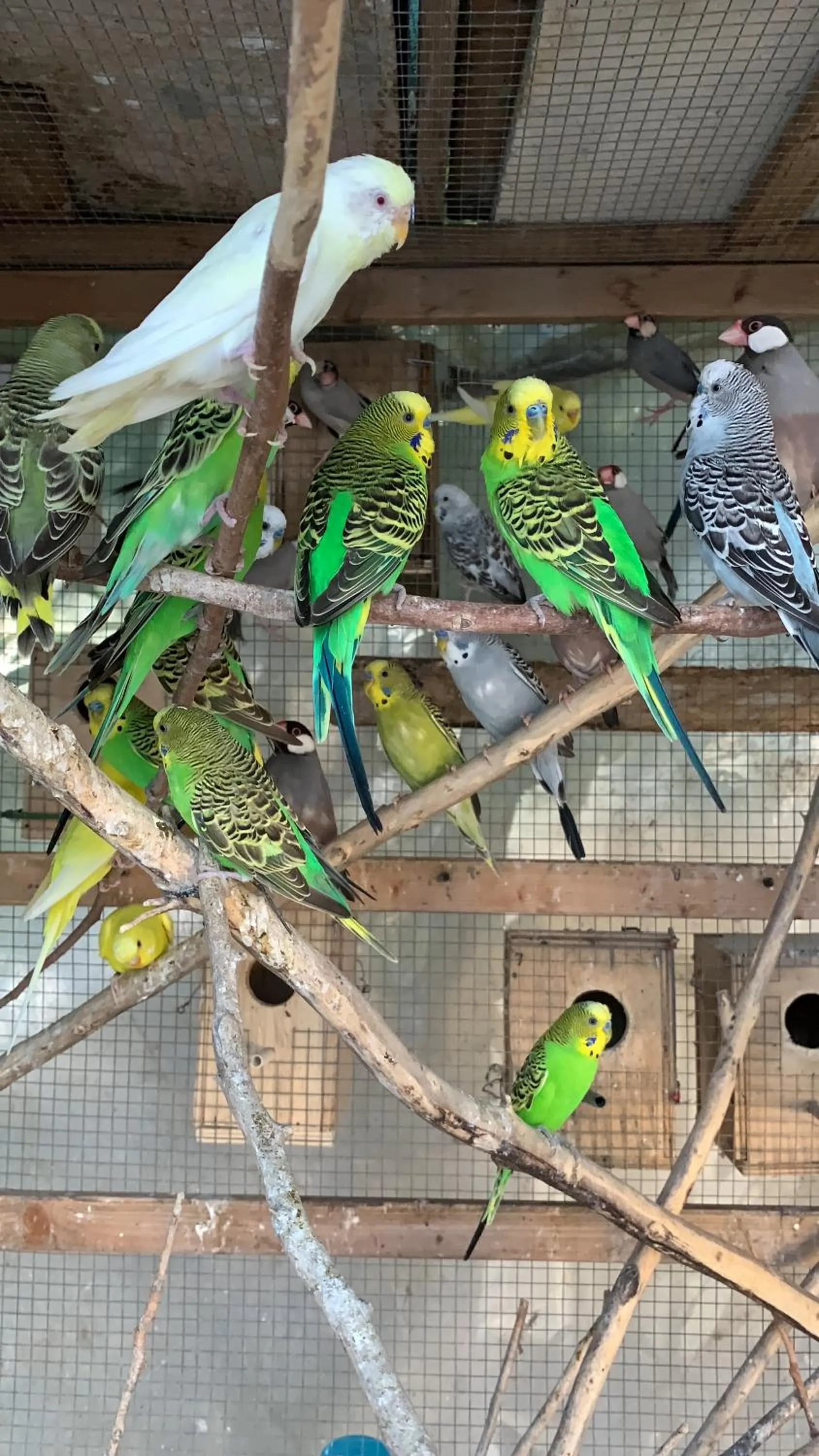 L'Agrifoglio Dell'Etna