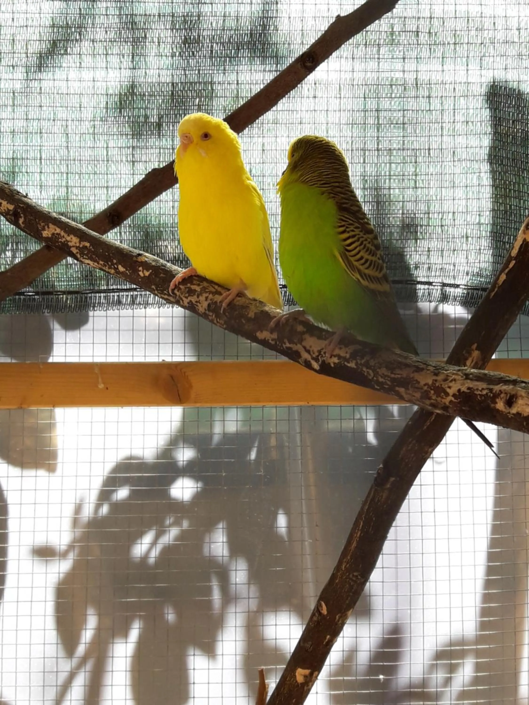 Natural landscape in L'Agrifoglio Dell'Etna