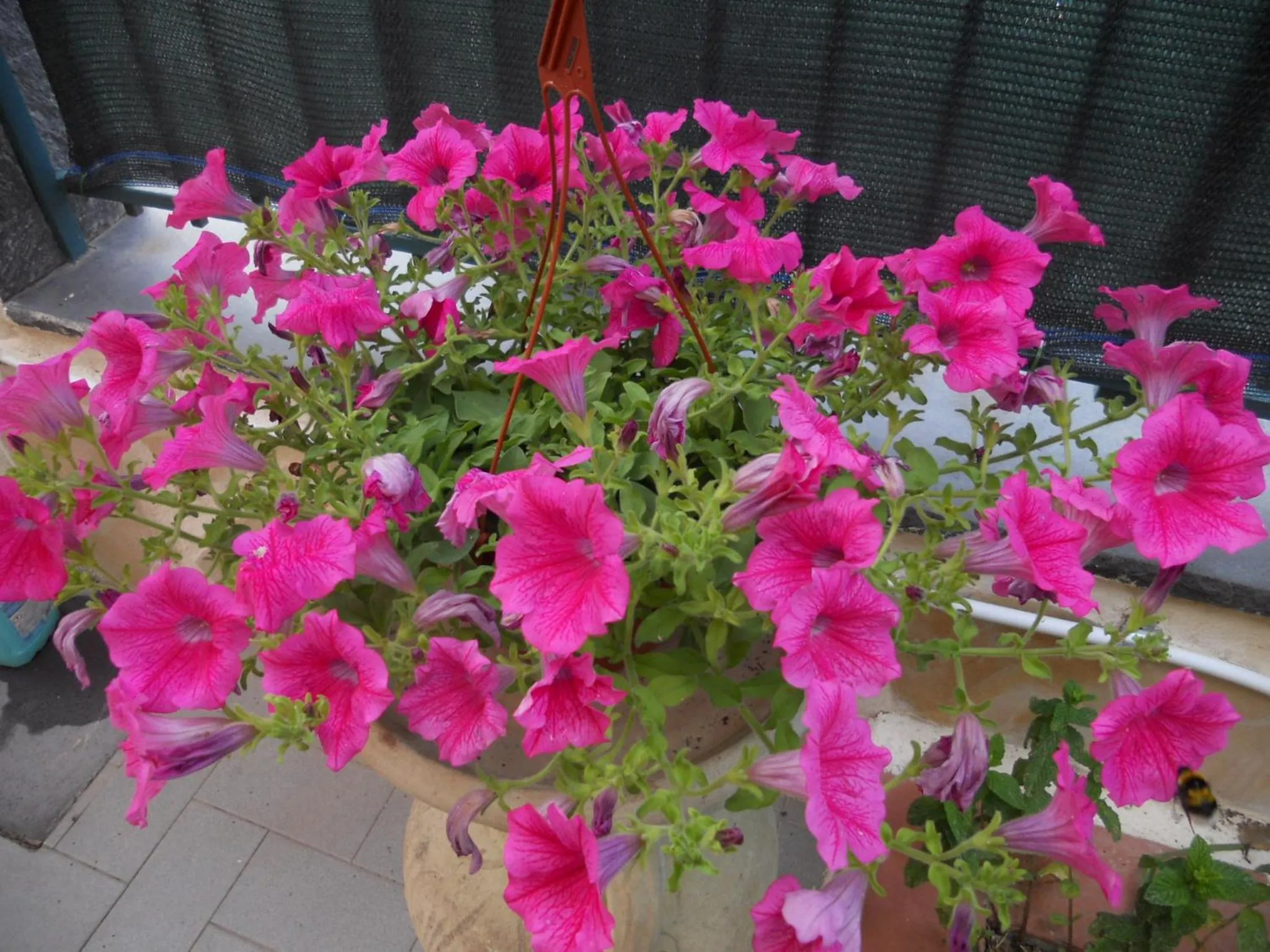 L'Agrifoglio Dell'Etna