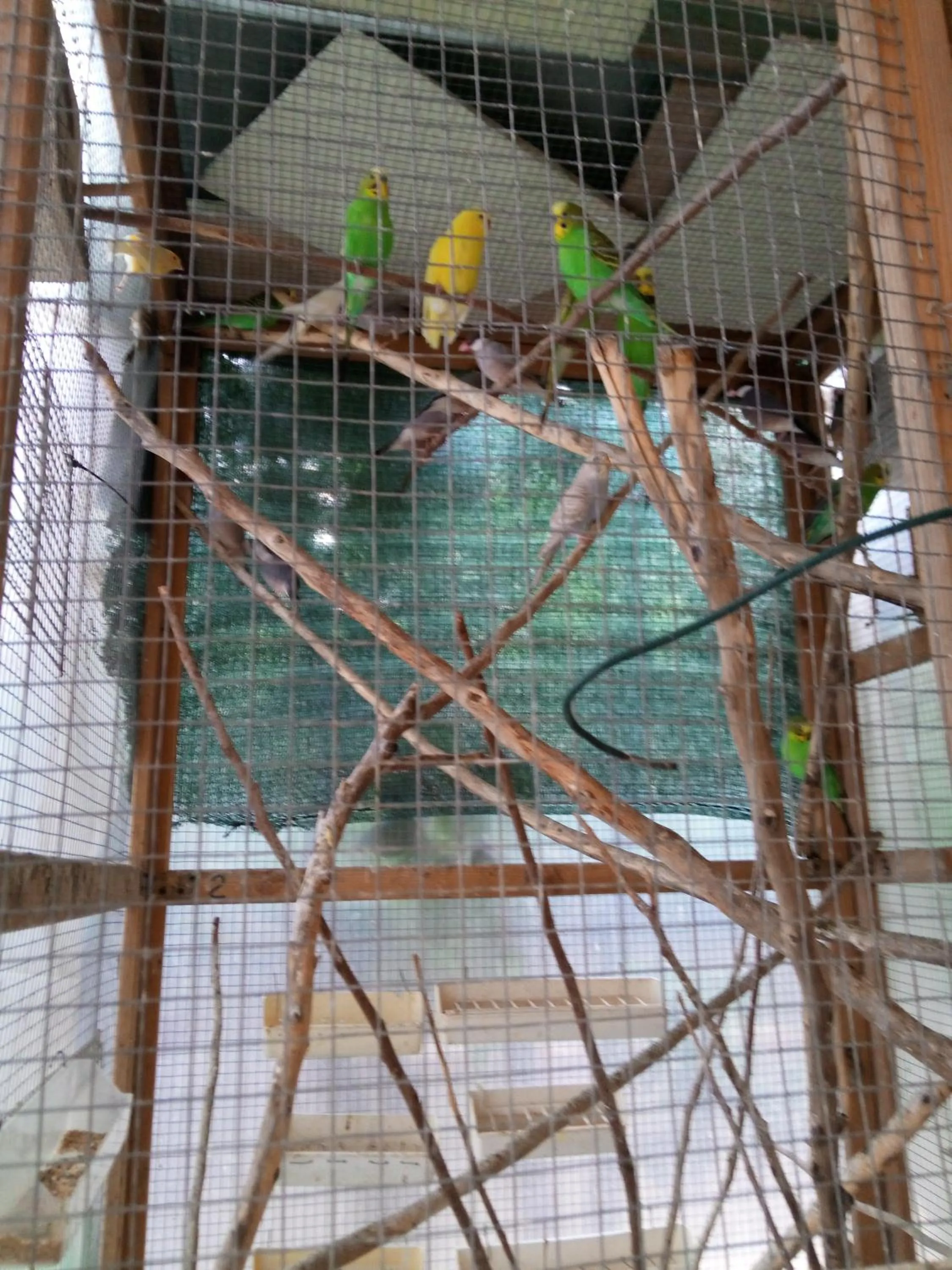 L'Agrifoglio Dell'Etna