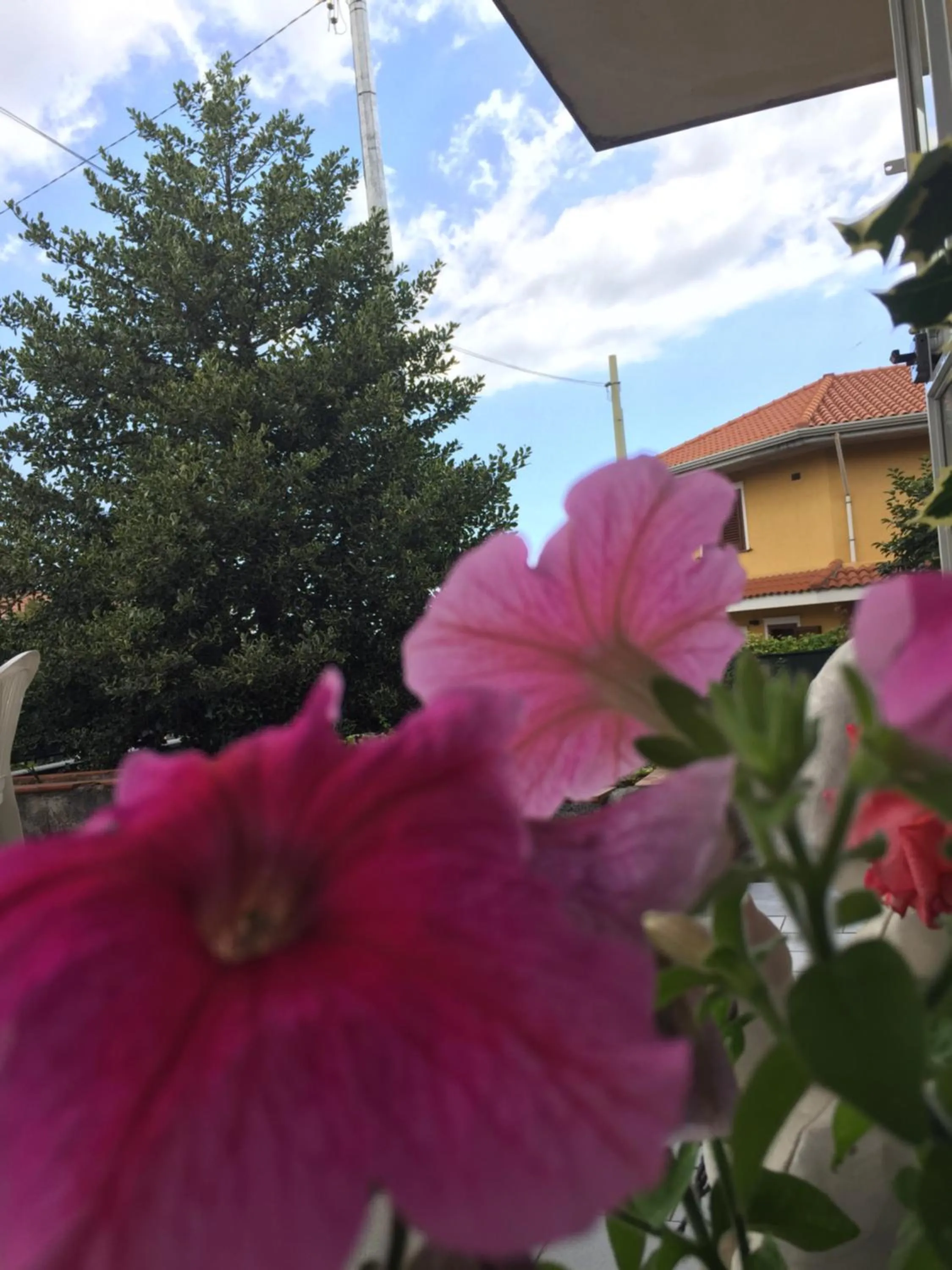 L'Agrifoglio Dell'Etna