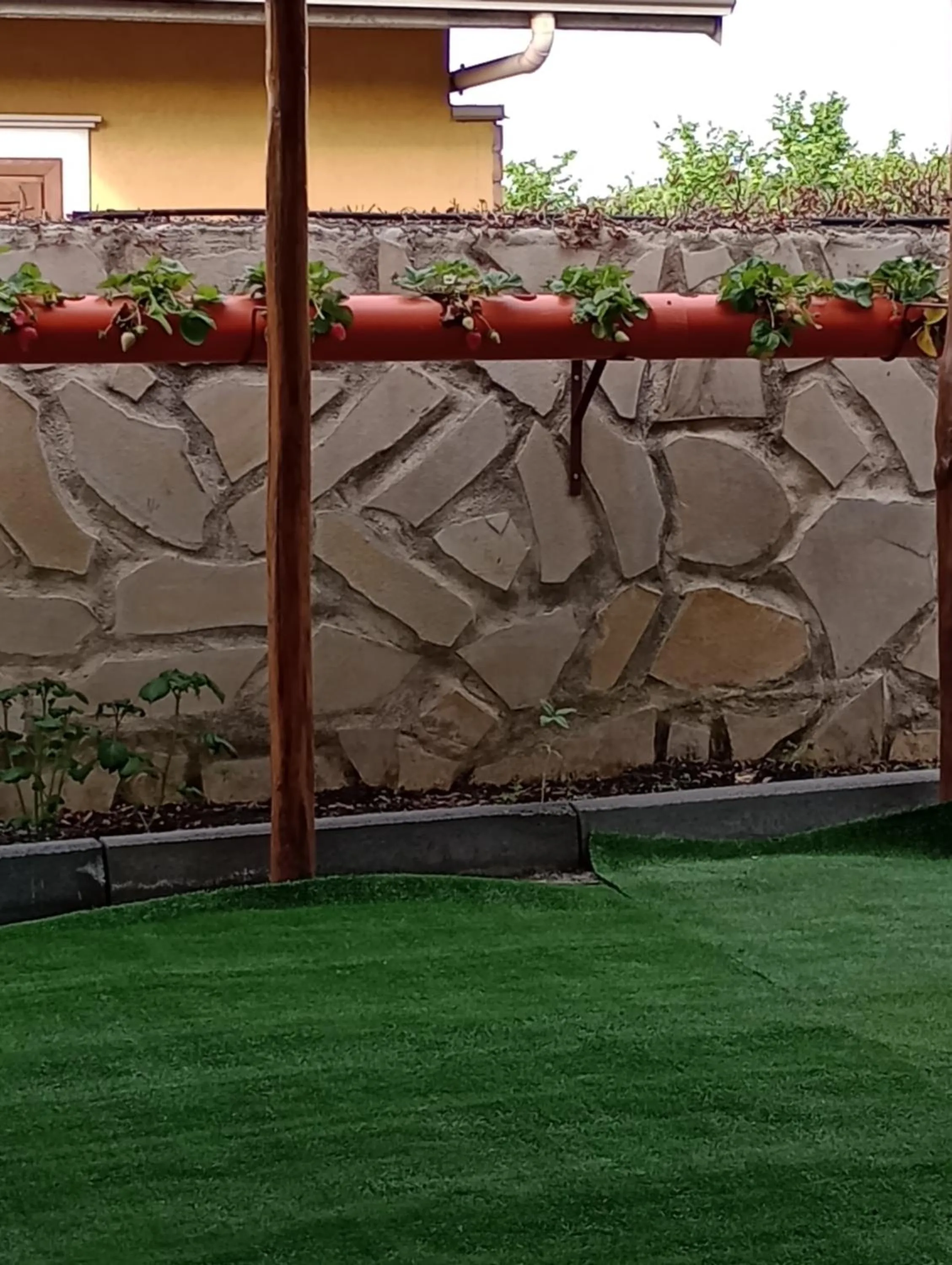 L'Agrifoglio Dell'Etna