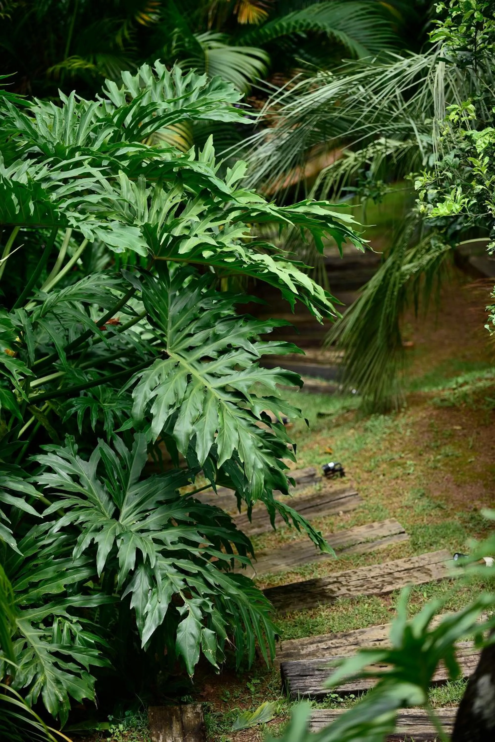 Garden in Villa Gardena Suites