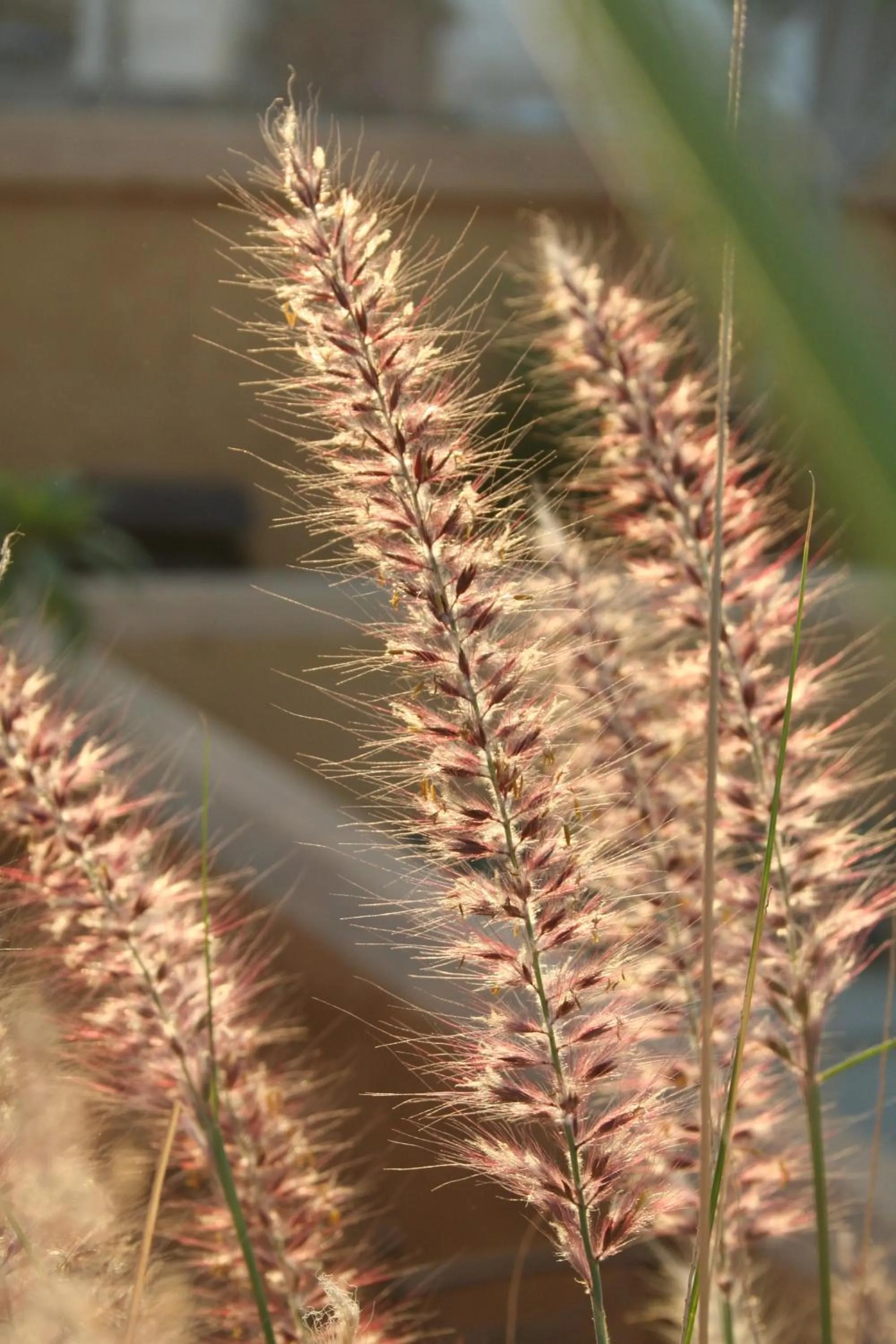 Garden in Riad Dar Oulhoum