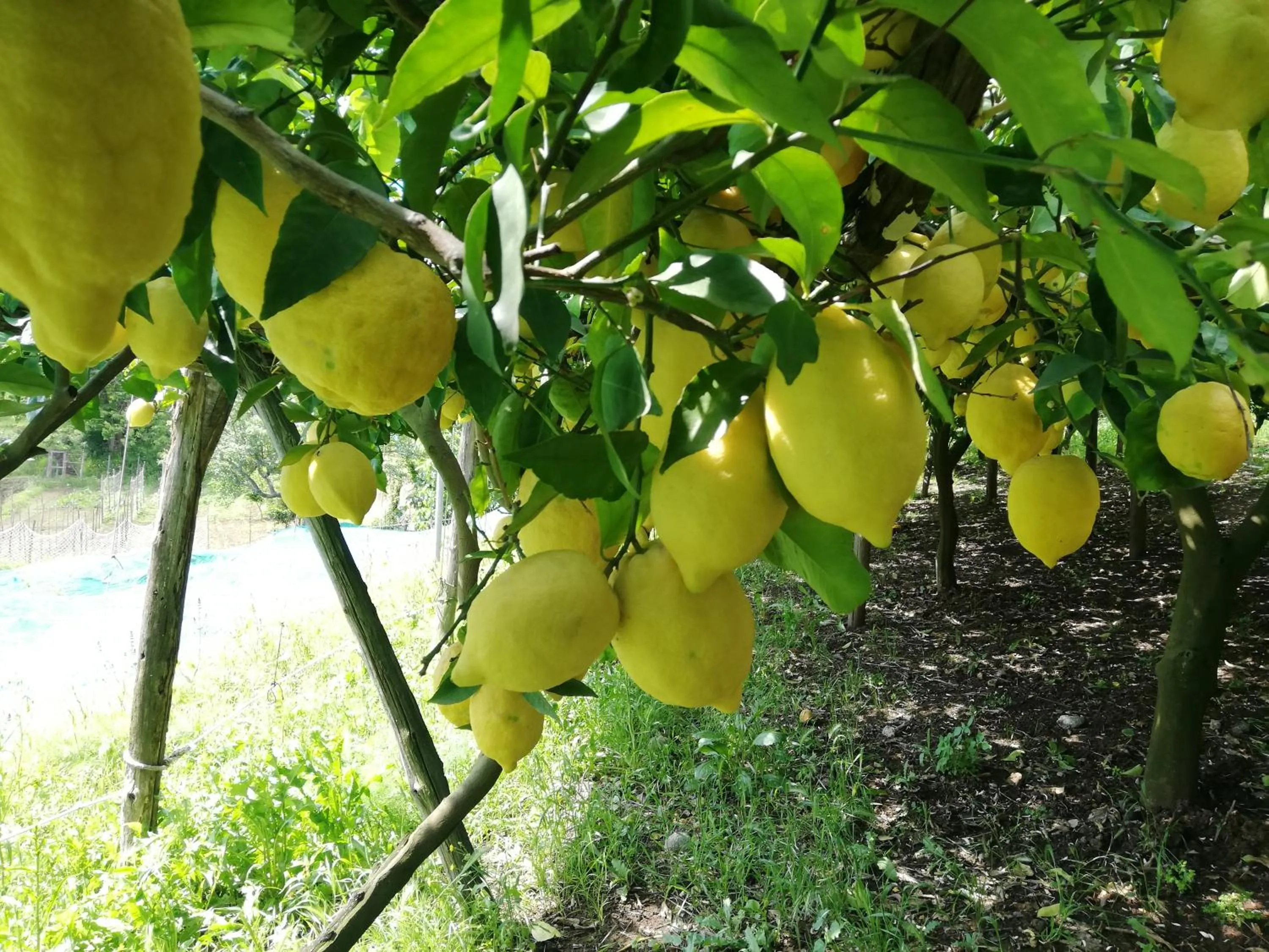 Food close-up in La Roccia Incantata Amalfi Coast