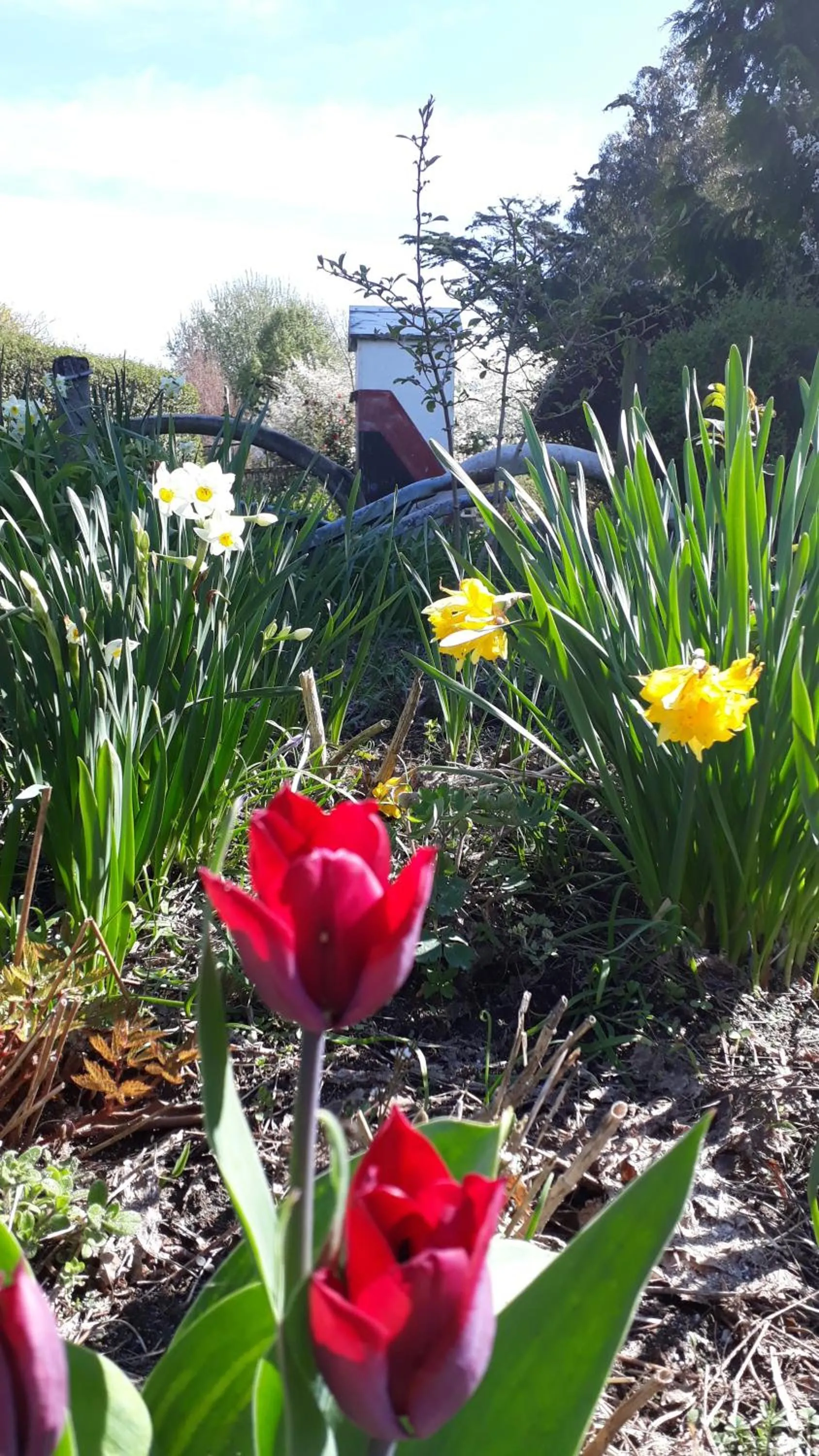 Spring in Folster Gardens Bed and Breakfast