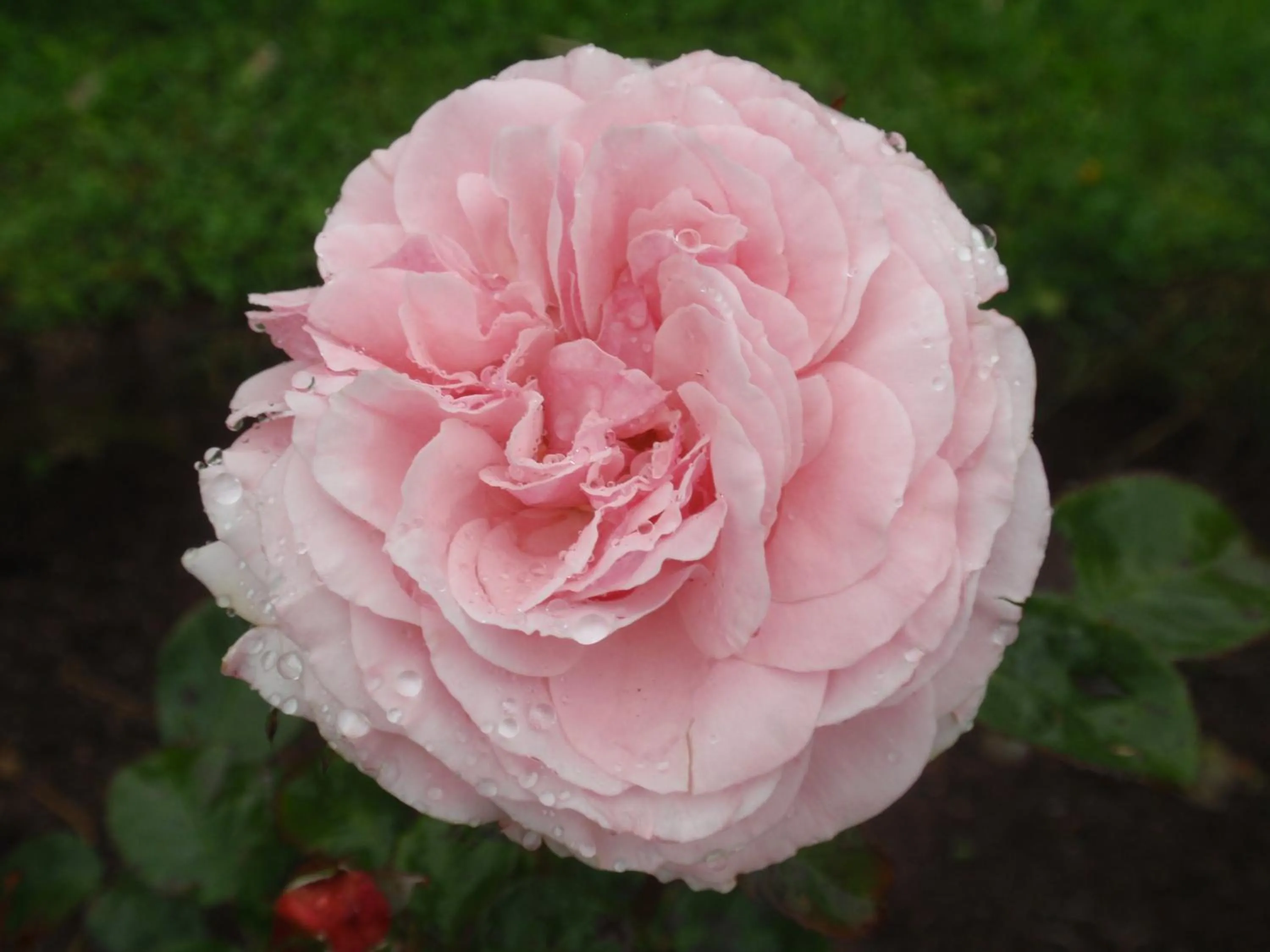 Other in Folster Gardens Bed and Breakfast