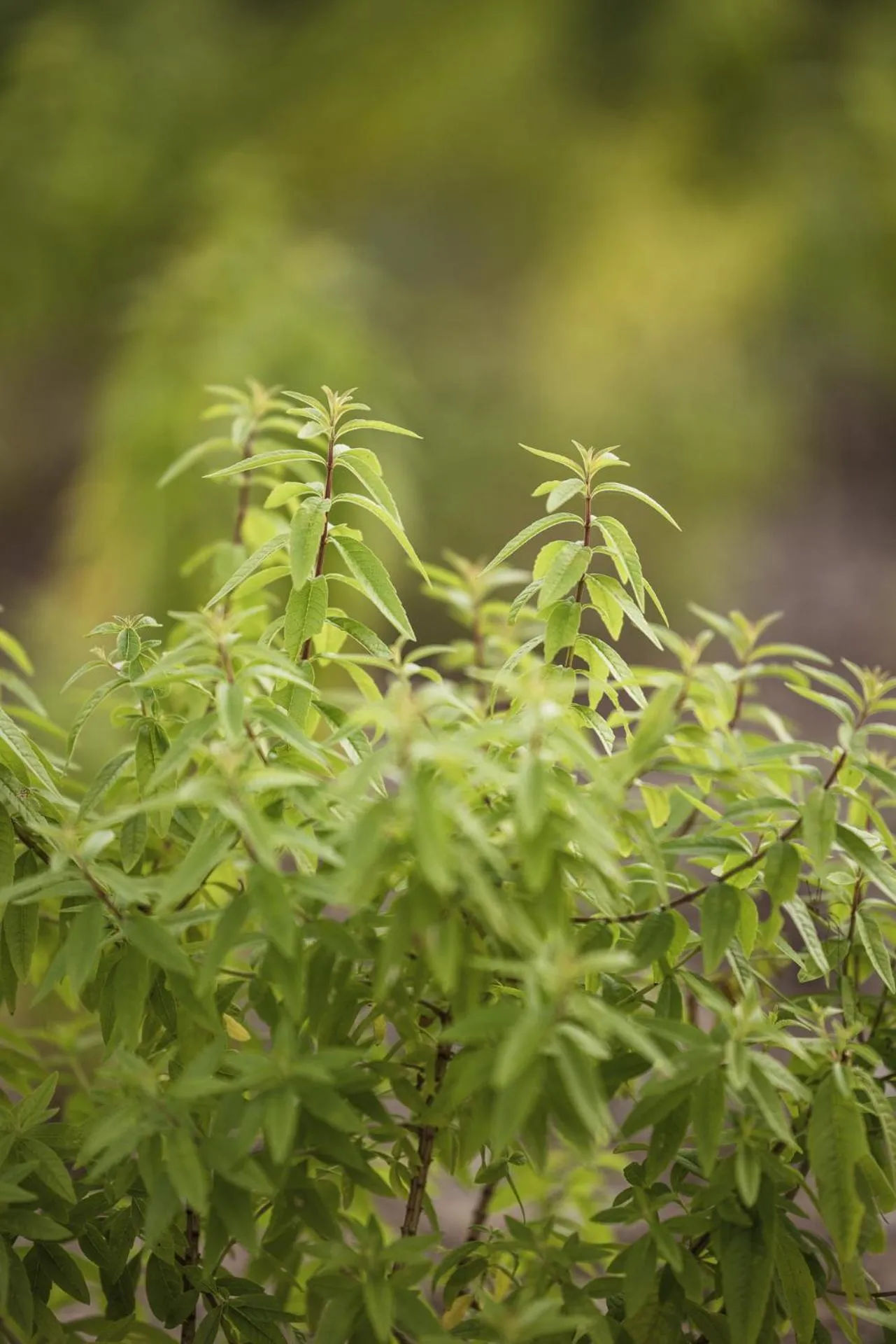Spring in Hôtel INDARRA & SPA - Piscine