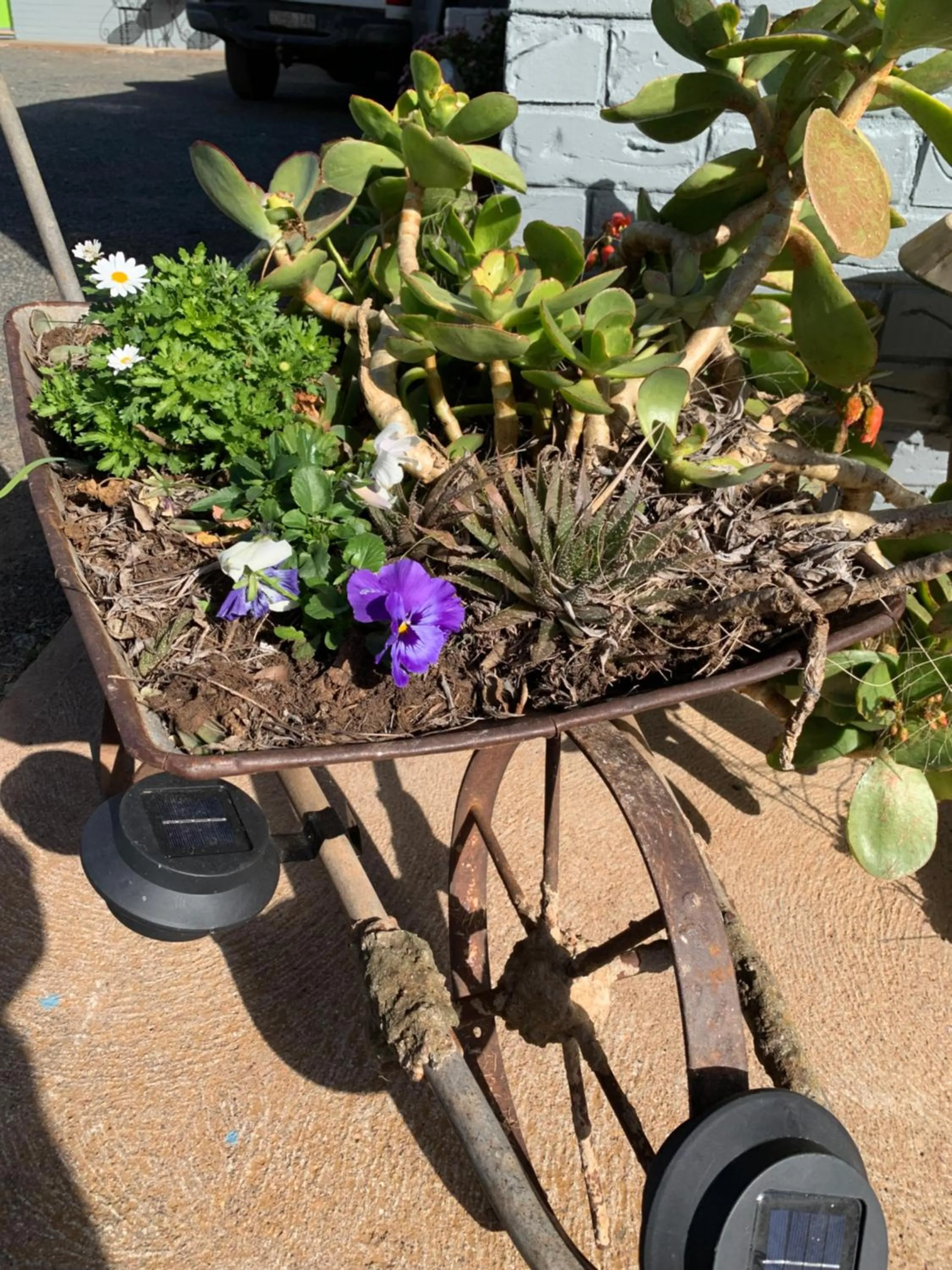 Garden in Temora Motel
