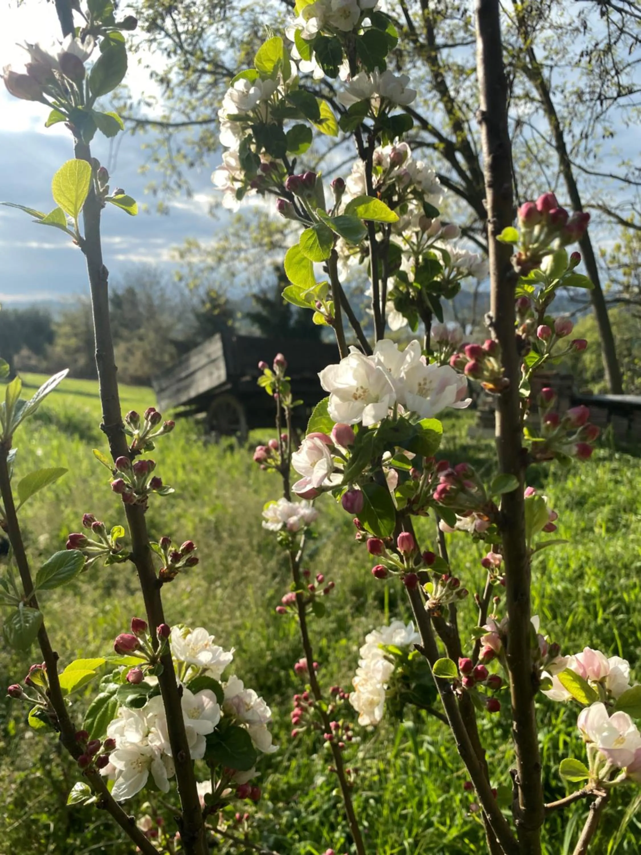 Spring in Tierra Cristiana