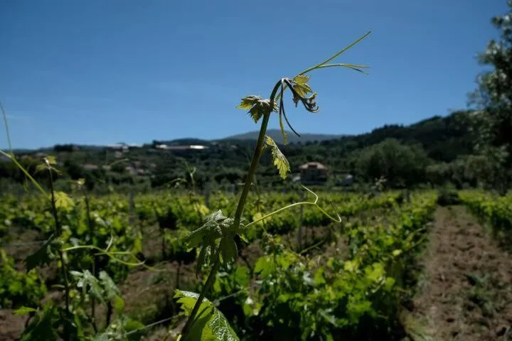 Quinta de Vodra