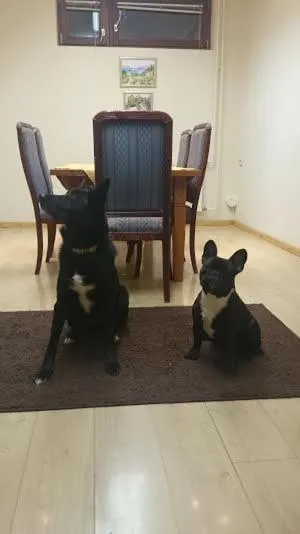 Pets in Apartment Comeback
